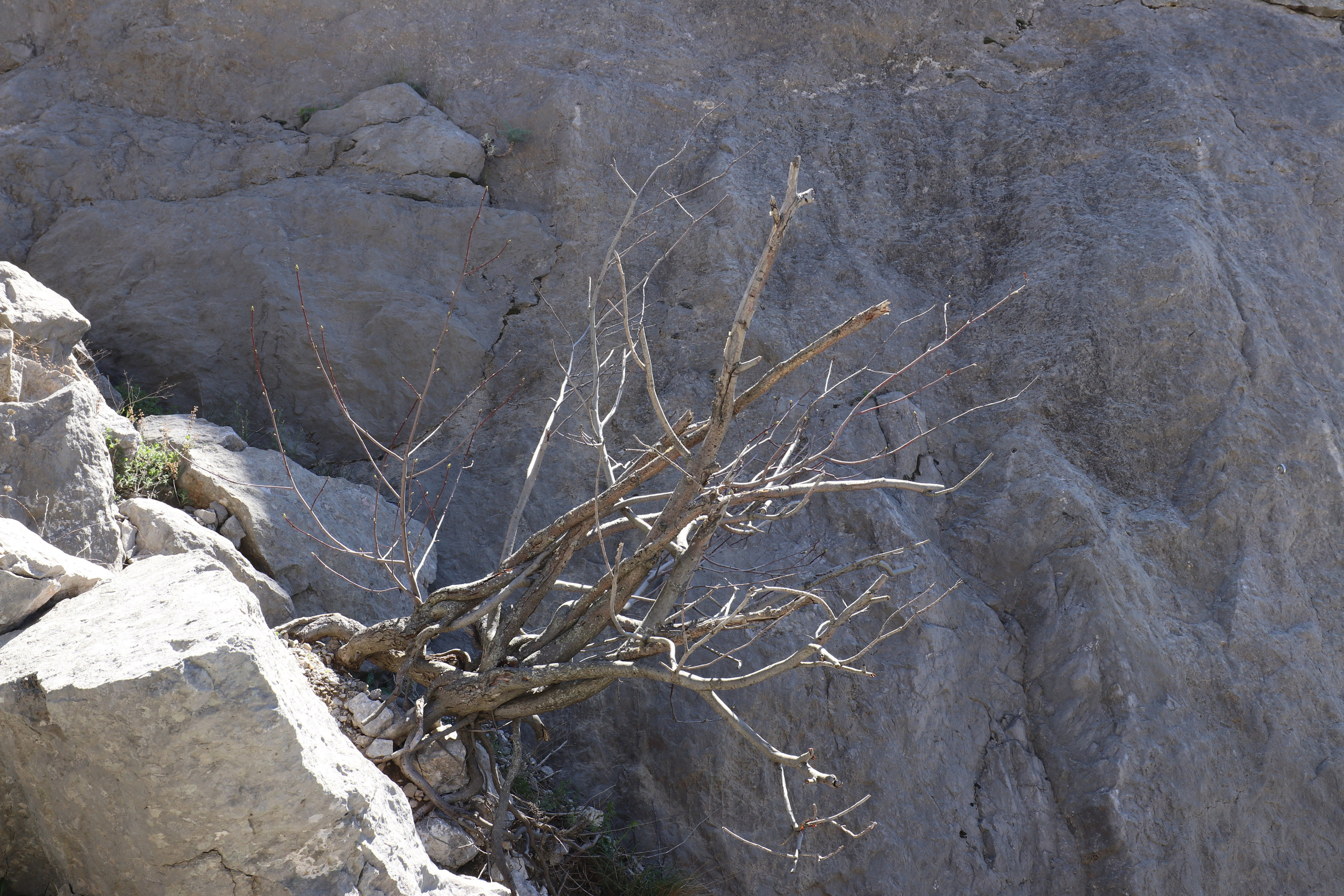 Крым. ЮБК (Севастополь, Кастрополь, Ялта). Май 2023. Путешественник-фотограф из Санкт-Петербурга Татьяна Свистулина