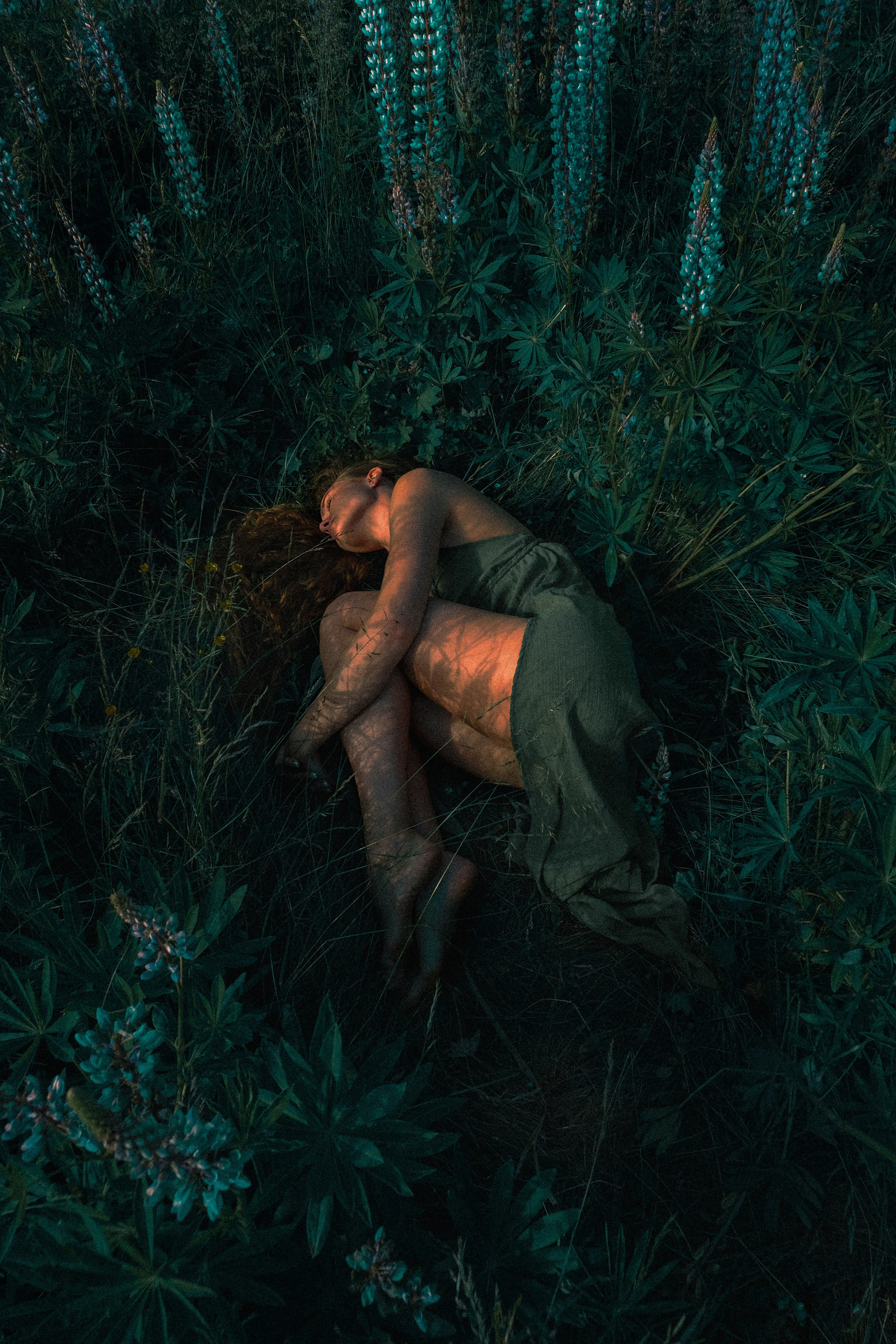 Люпины. Художественный фотограф СПБ, Дубай