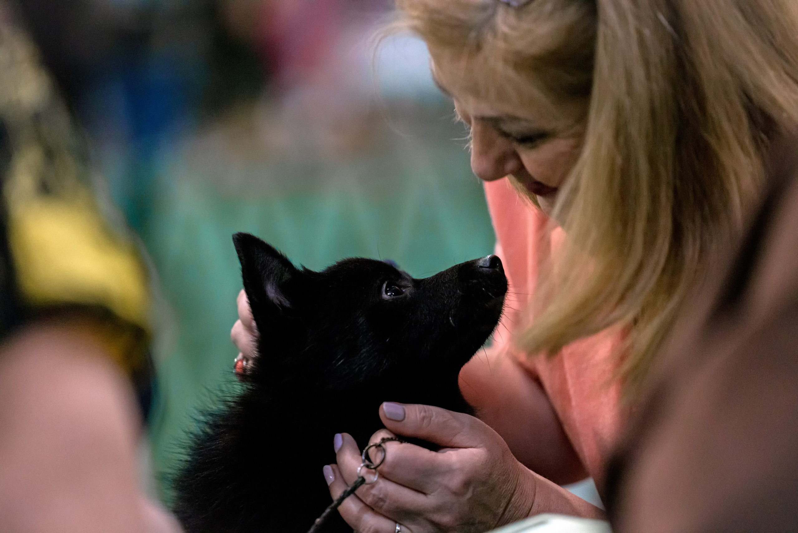 Крокус 3,9 и 10.12.2023. Фотограф-анималист Юлия Германика