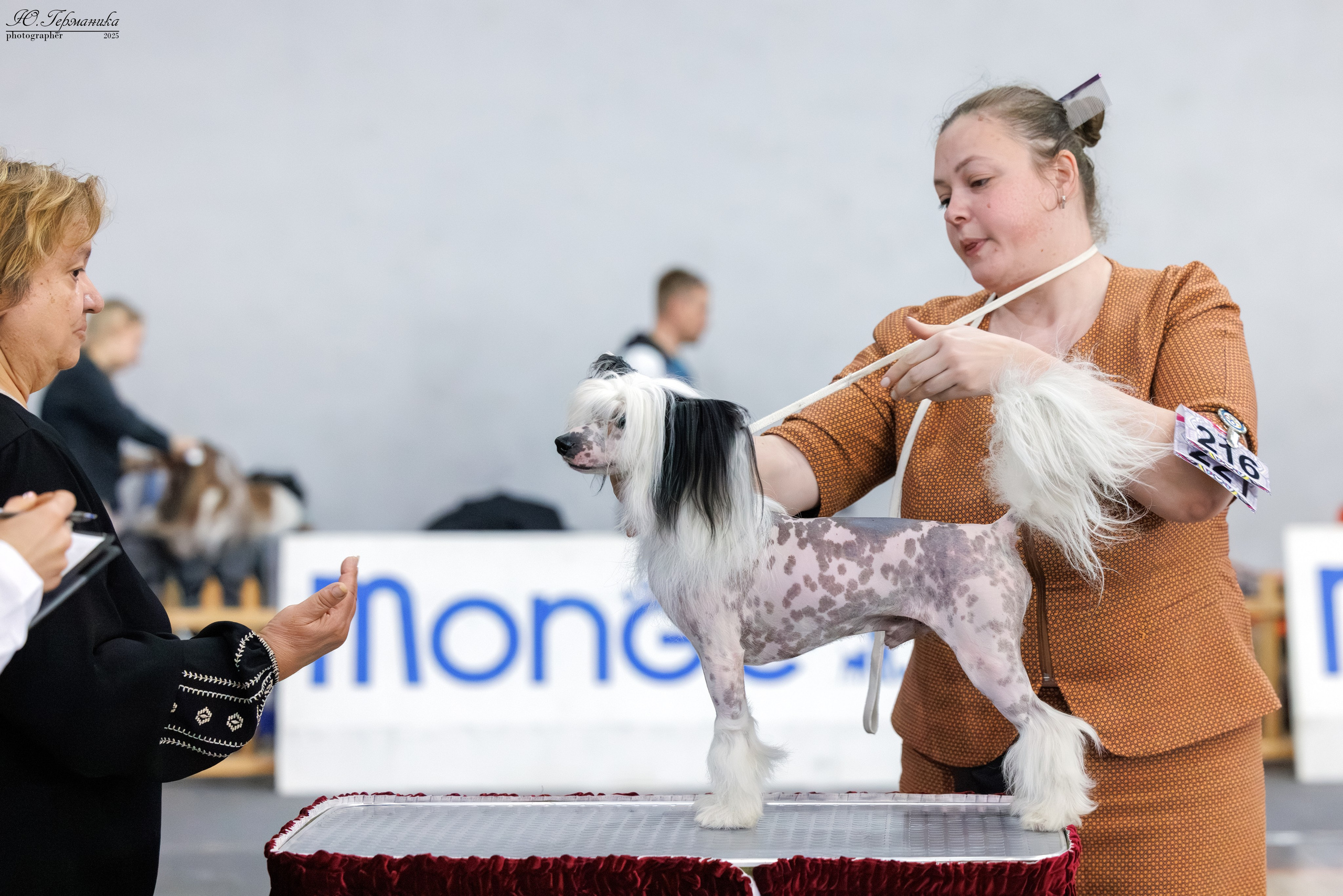 Ереван 2х CACIB 29-30.04.2025. Фотограф-анималист Юлия Германика