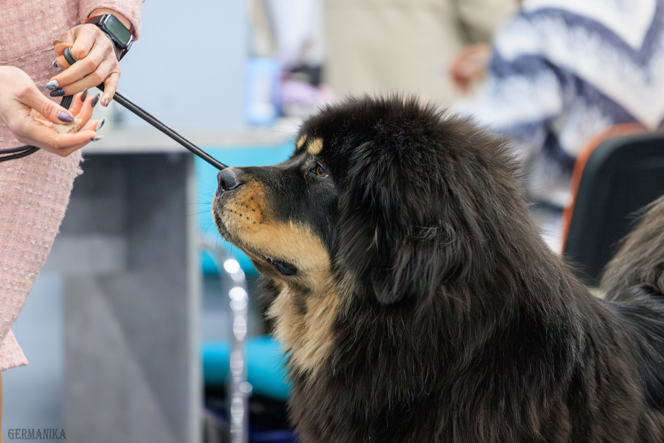 Сфера 08 и 10.03.2024 2хмоно ротвейлеров+2хмоно сао. Фотограф-анималист Юлия Германика