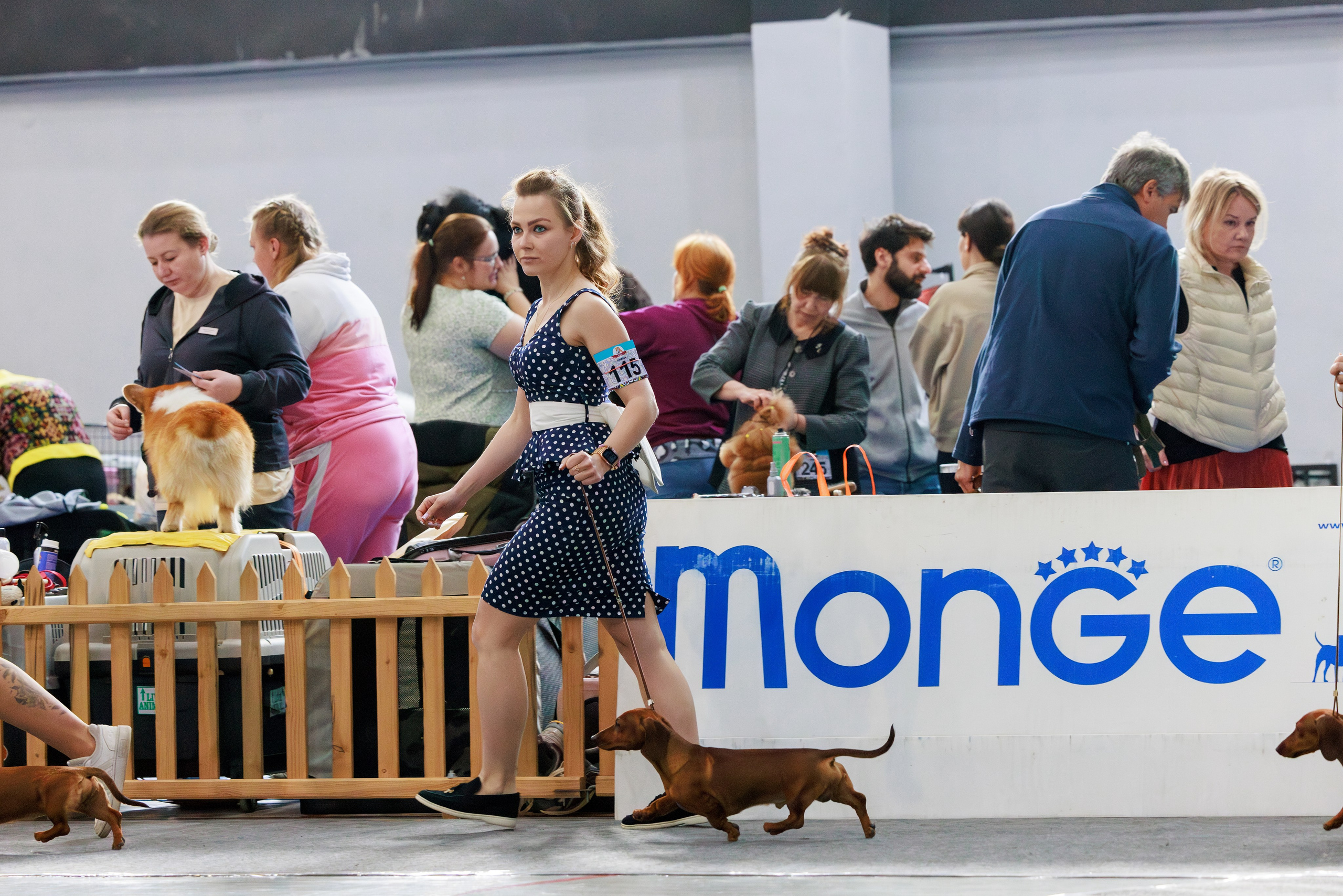 Ереван 2х CACIB 29-30.04.2025. Фотограф-анималист Юлия Германика