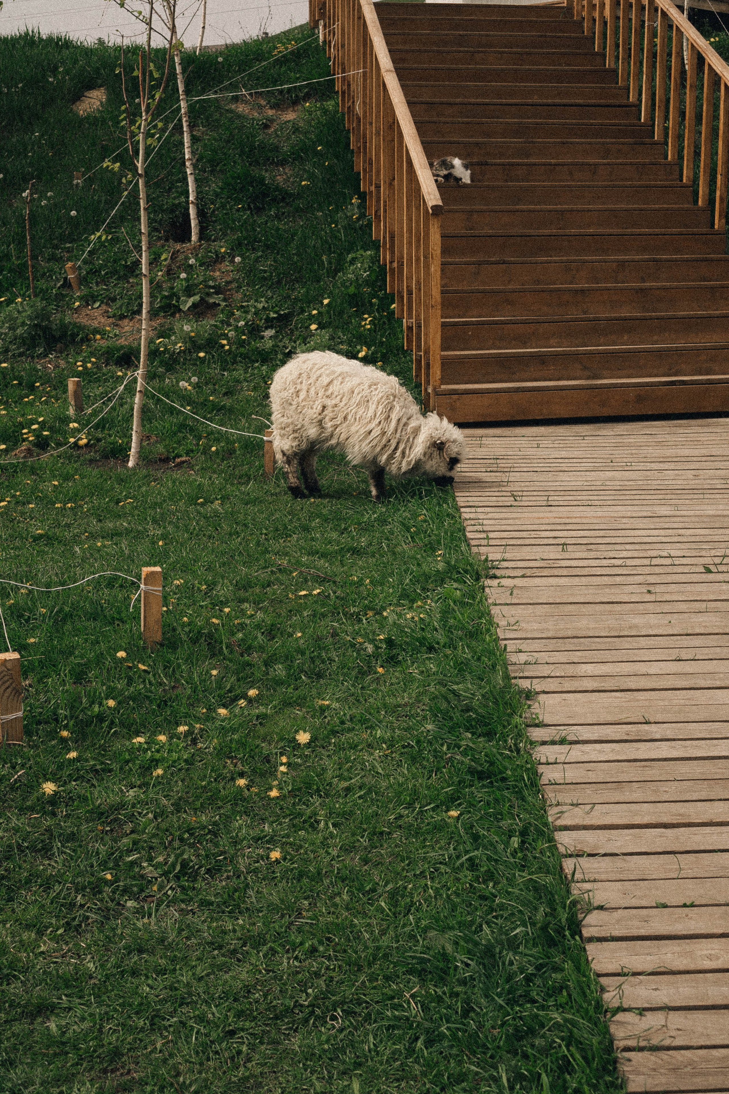 Ферма Альпак. Профессиональный фотограф, Санкт-Петербург — Виктория Богомолова