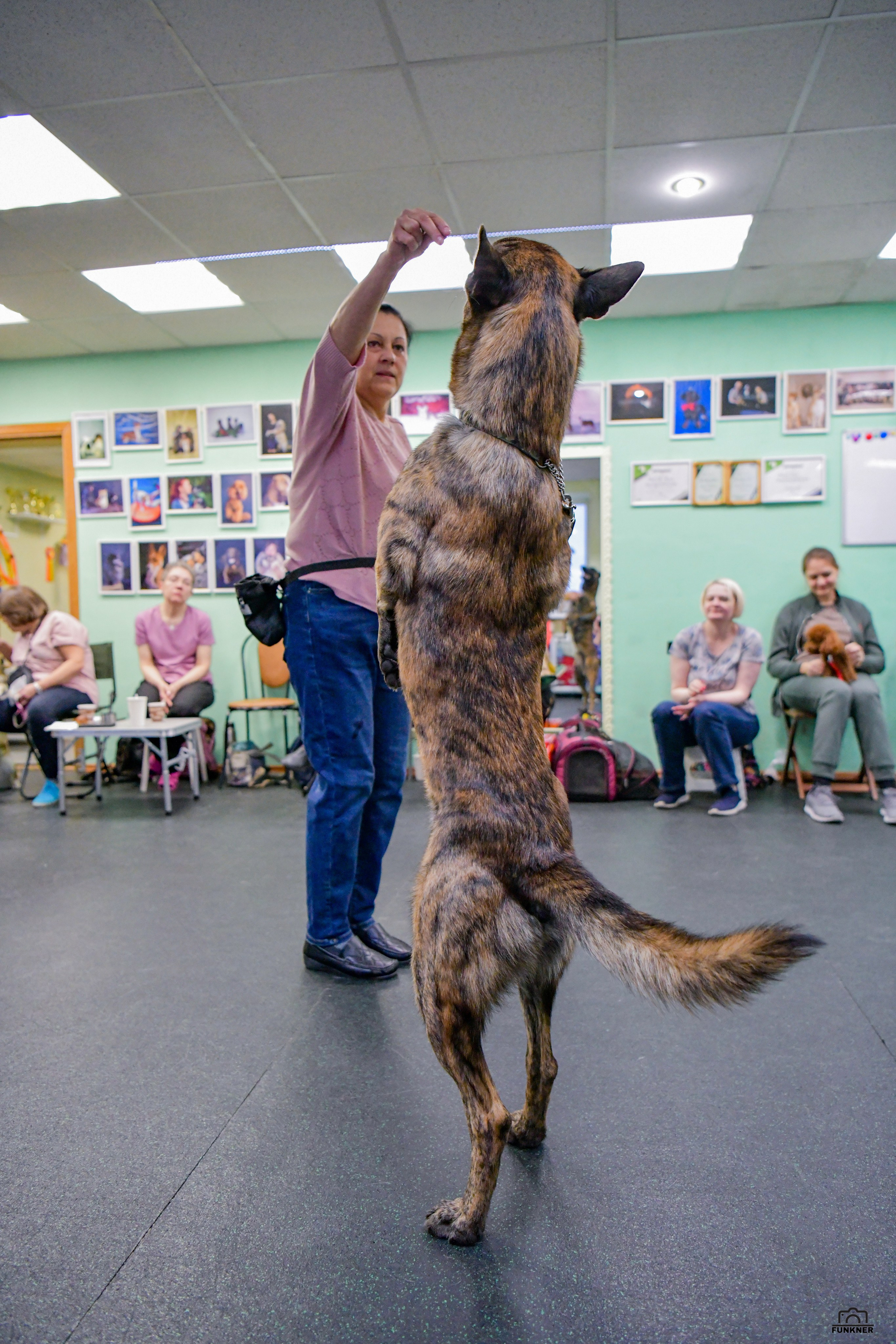 Кинологический клуб «Бодрый хвост». Свой взгляд через объектив