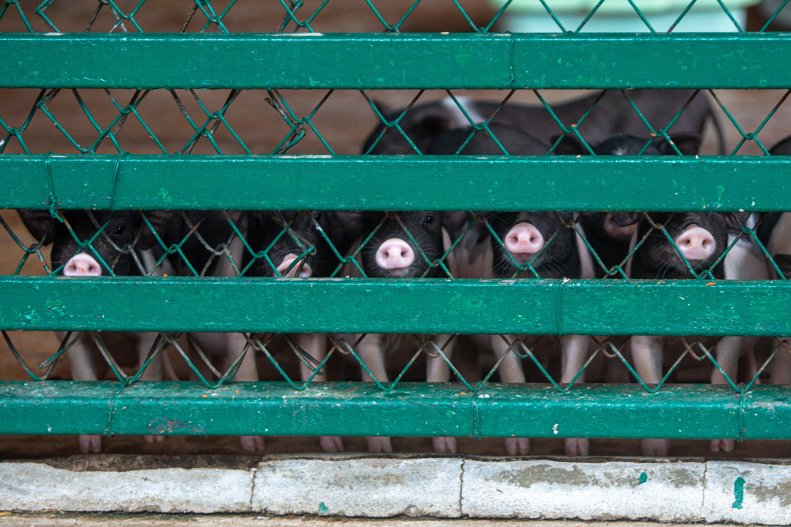 Samut Prakan Crocodile Farm & Zoo. Photographer Sonkina Tatiana (Tanya Ash)