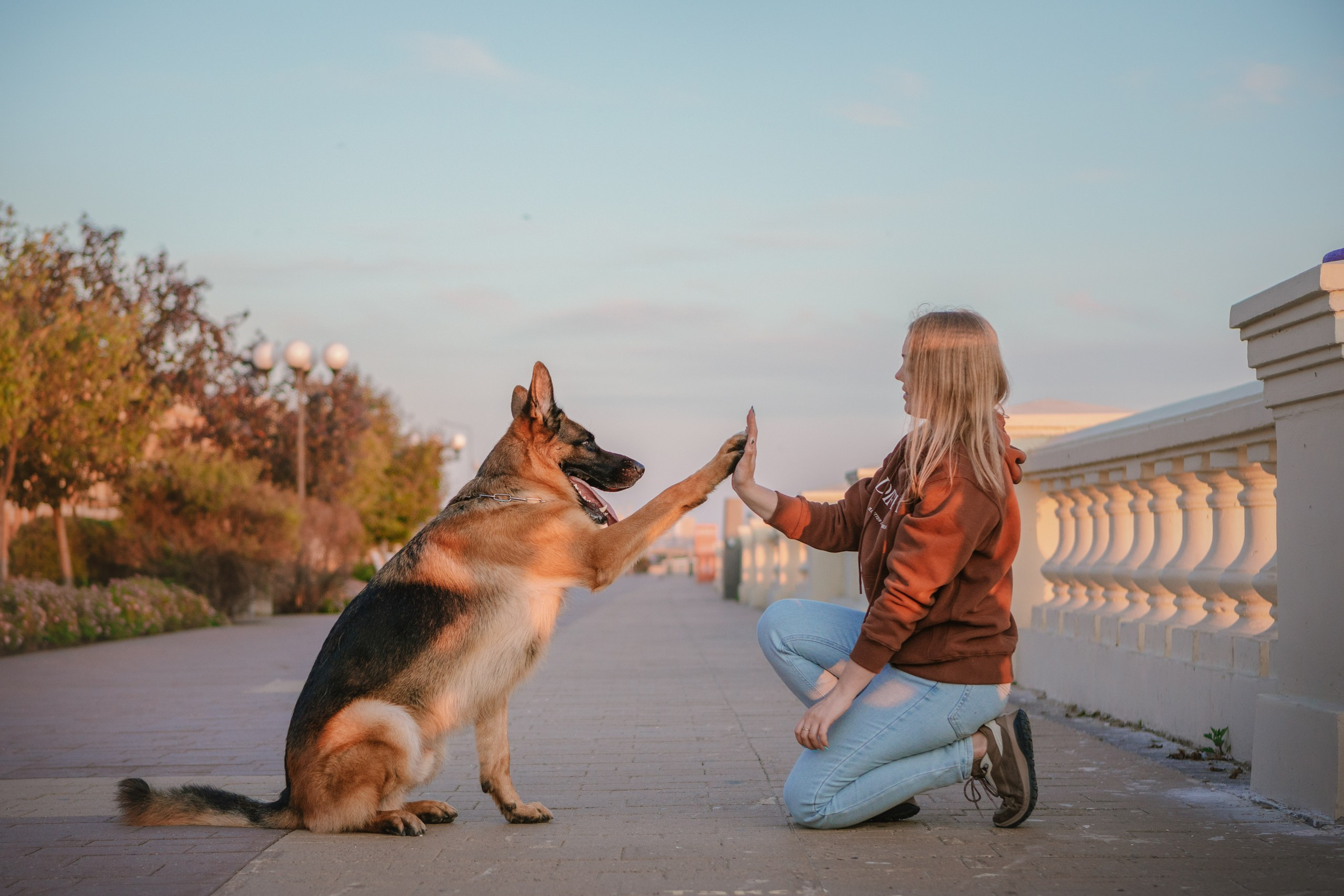 НО Расмус. Рассвет. Фотограф анималист Кузнецова Анна Нижний Новгород