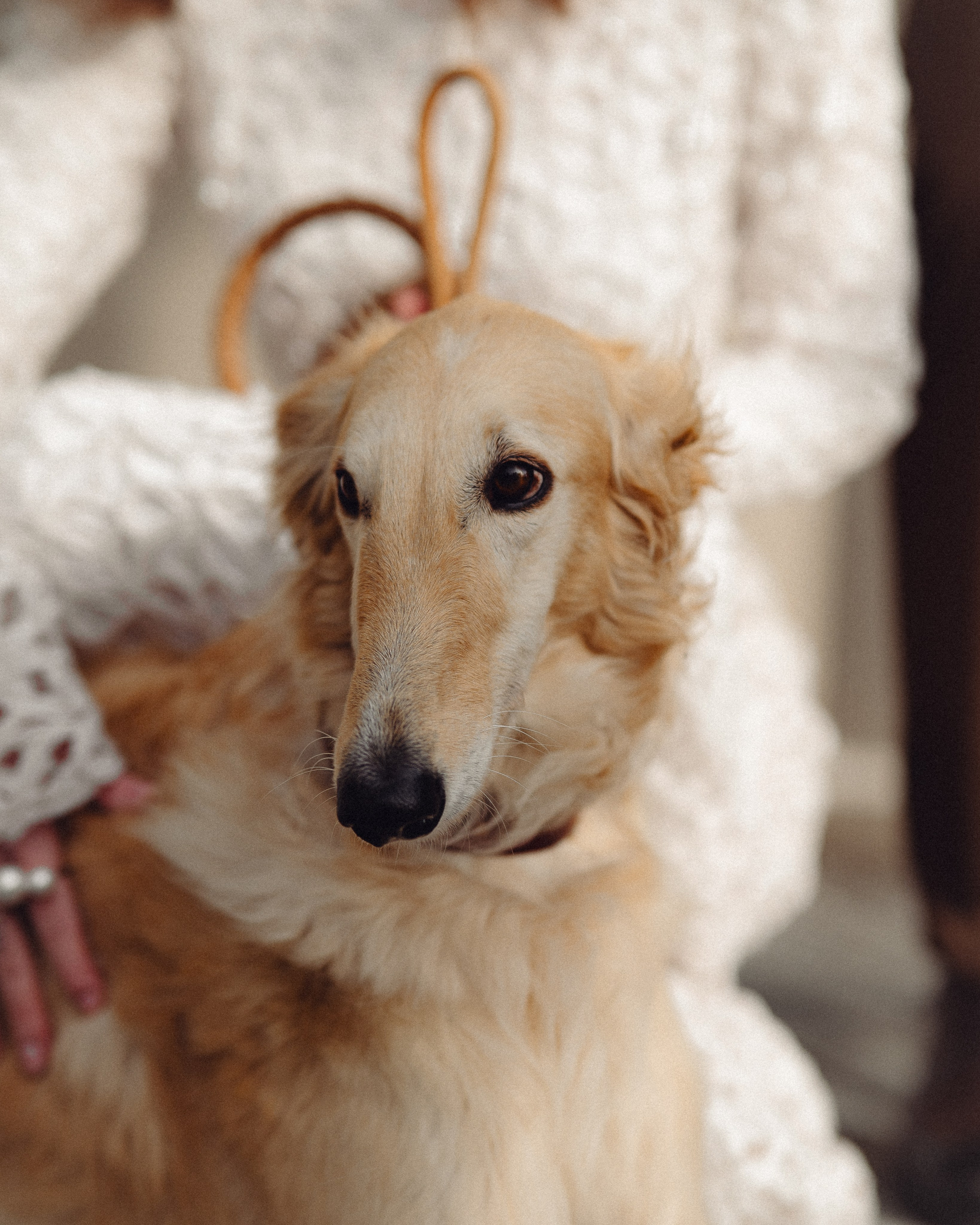 Свадебная история во дворце культуры с собаками