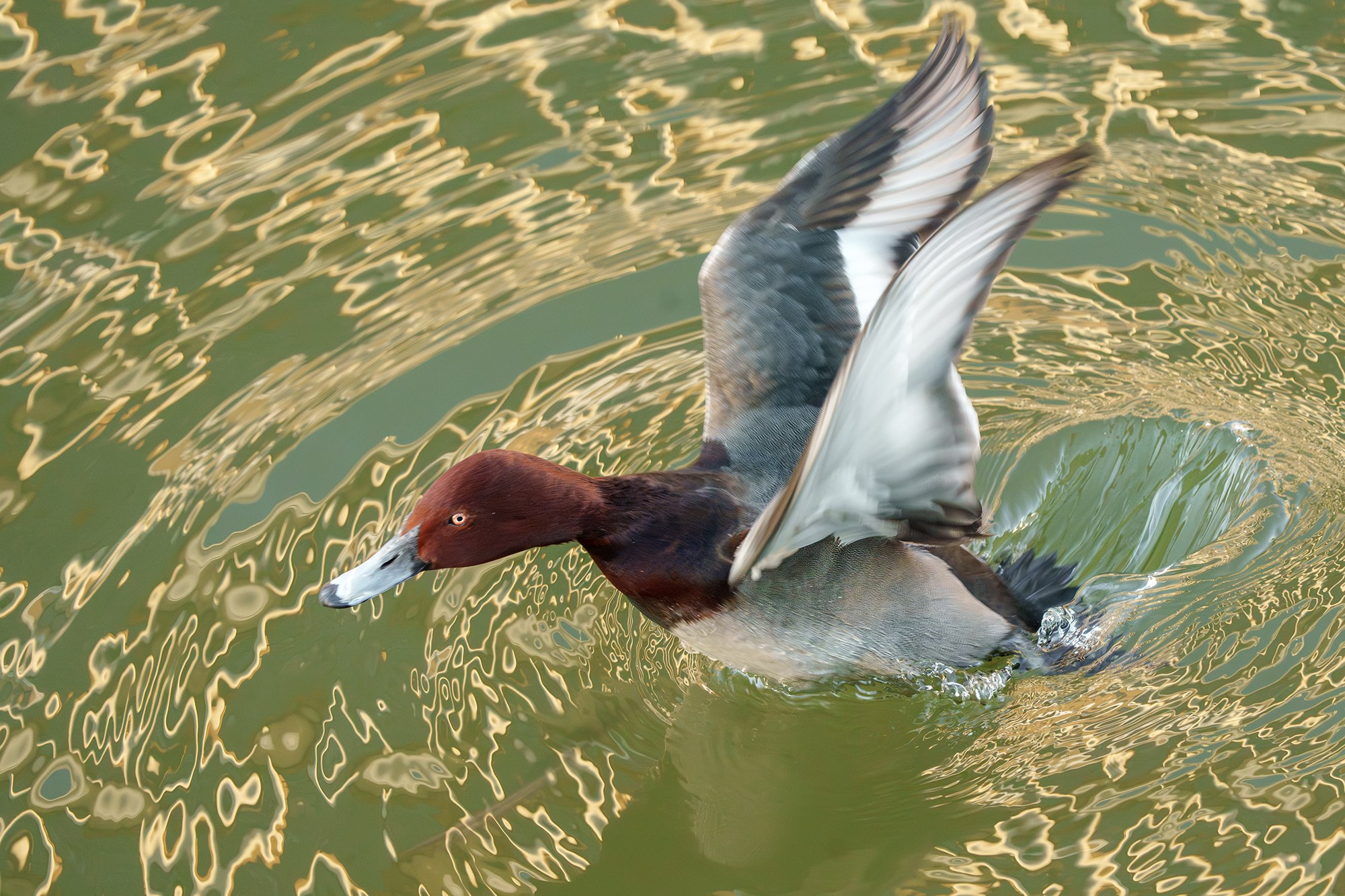 Удивительные мир птиц. Вокруг нас столько прекрасного — присмотритесь!. Ваш личный фотограф Марина Волкова