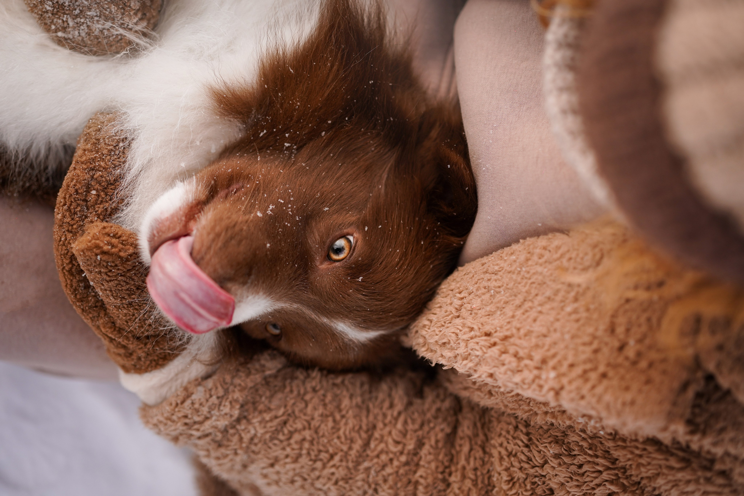 Катя и Ская. Фотограф-анималист в Санкт-Петербурге Яна Мартынова