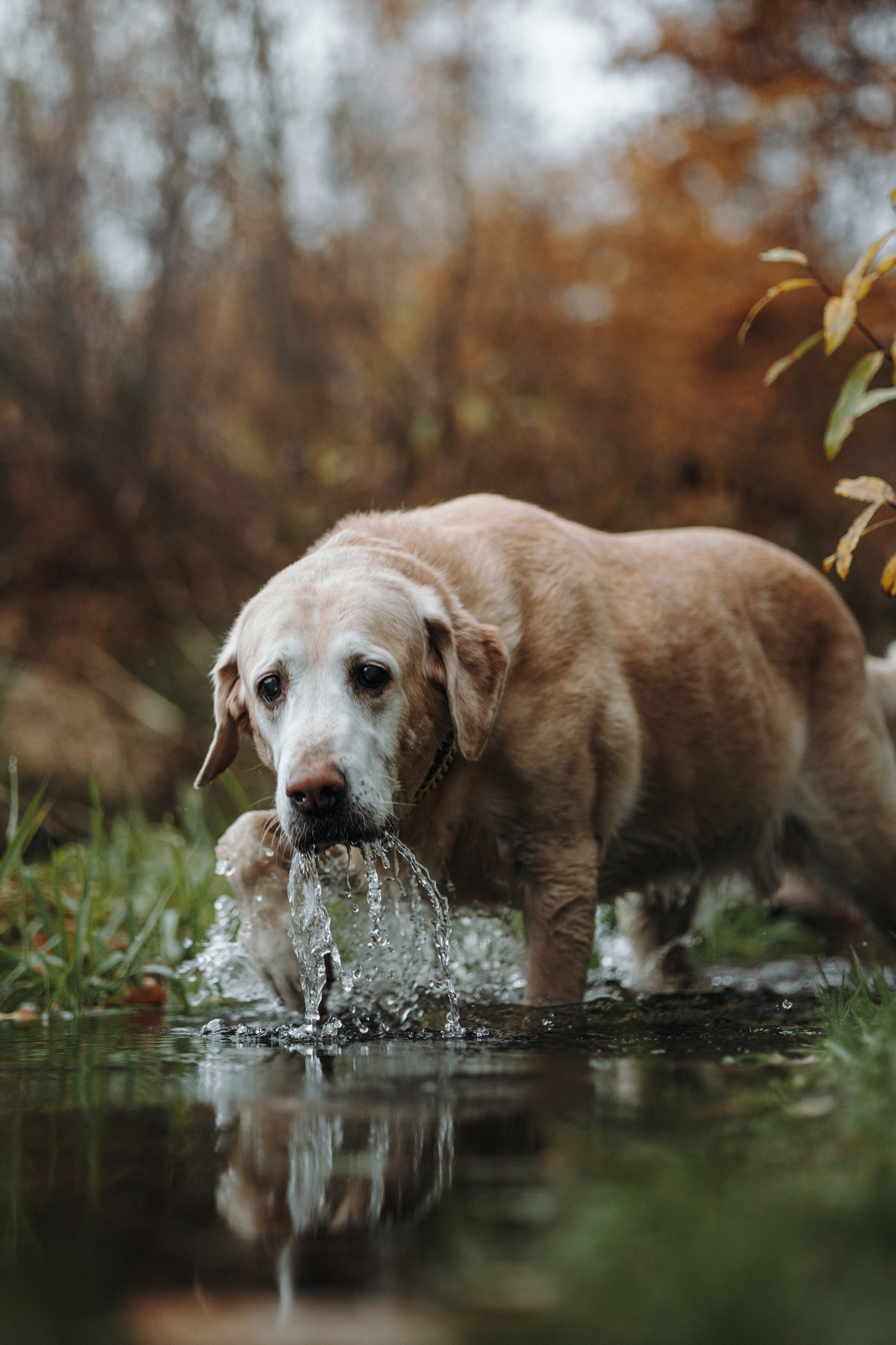 Оксана и Барон. Фотограф — Анималист | Санкт-Петербург