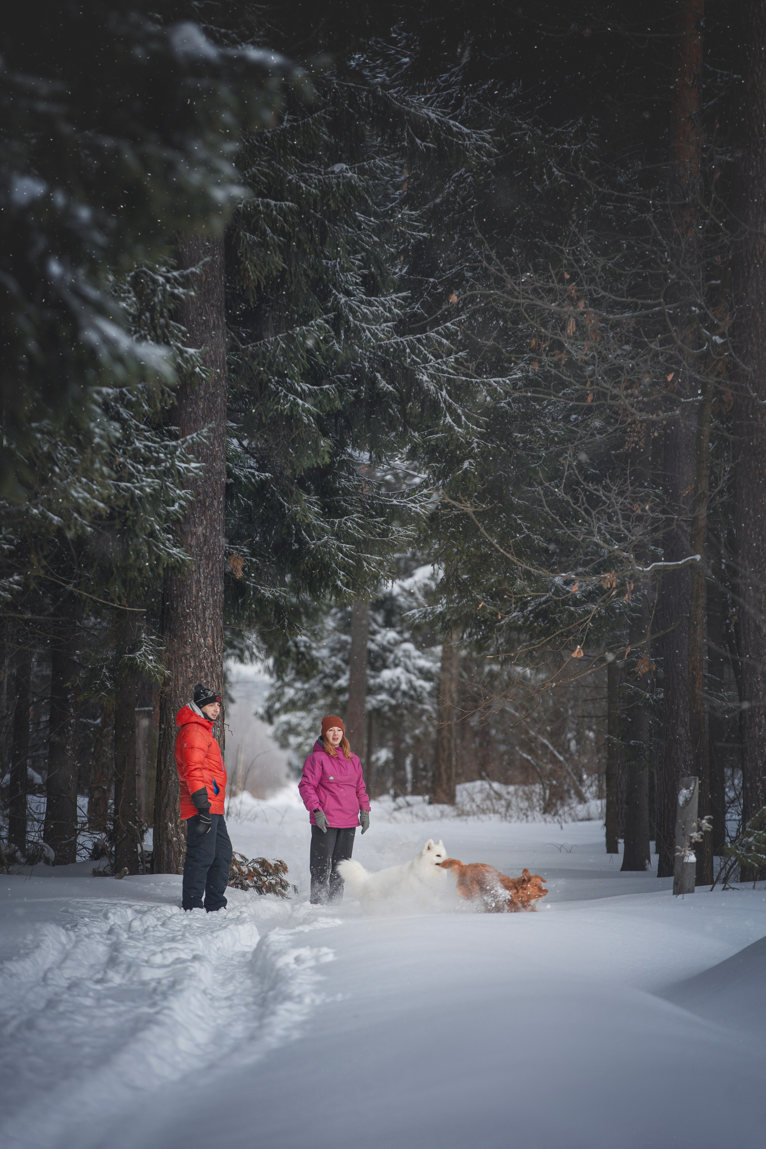 Руби, Николь, Кирилл и Мила. Фотограф анималист в Москве Майорова Евгения