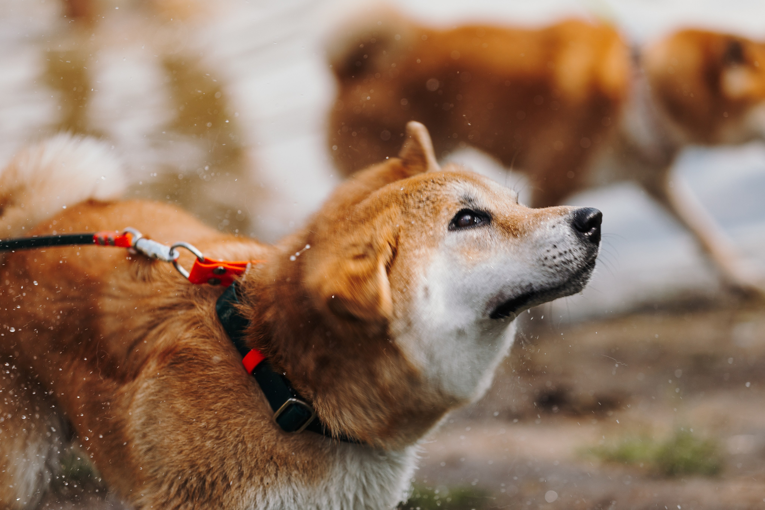 Petshop Sup day. Фотограф анималист Кристина Карпова, Москва
