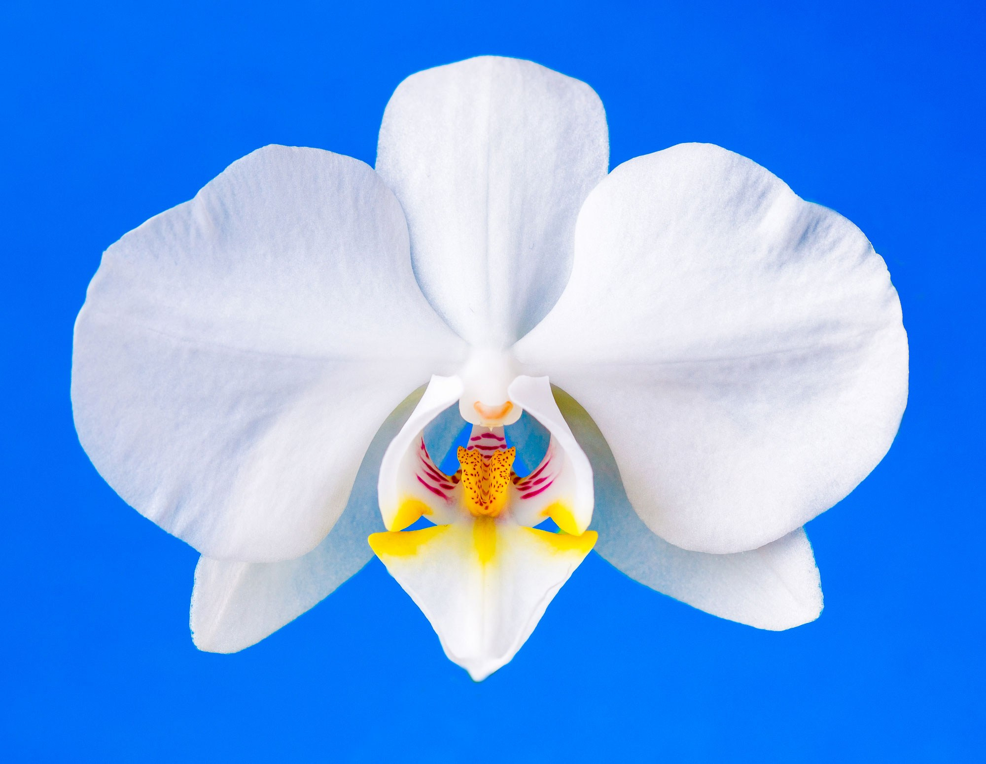 свадебный фотограф Геленджик