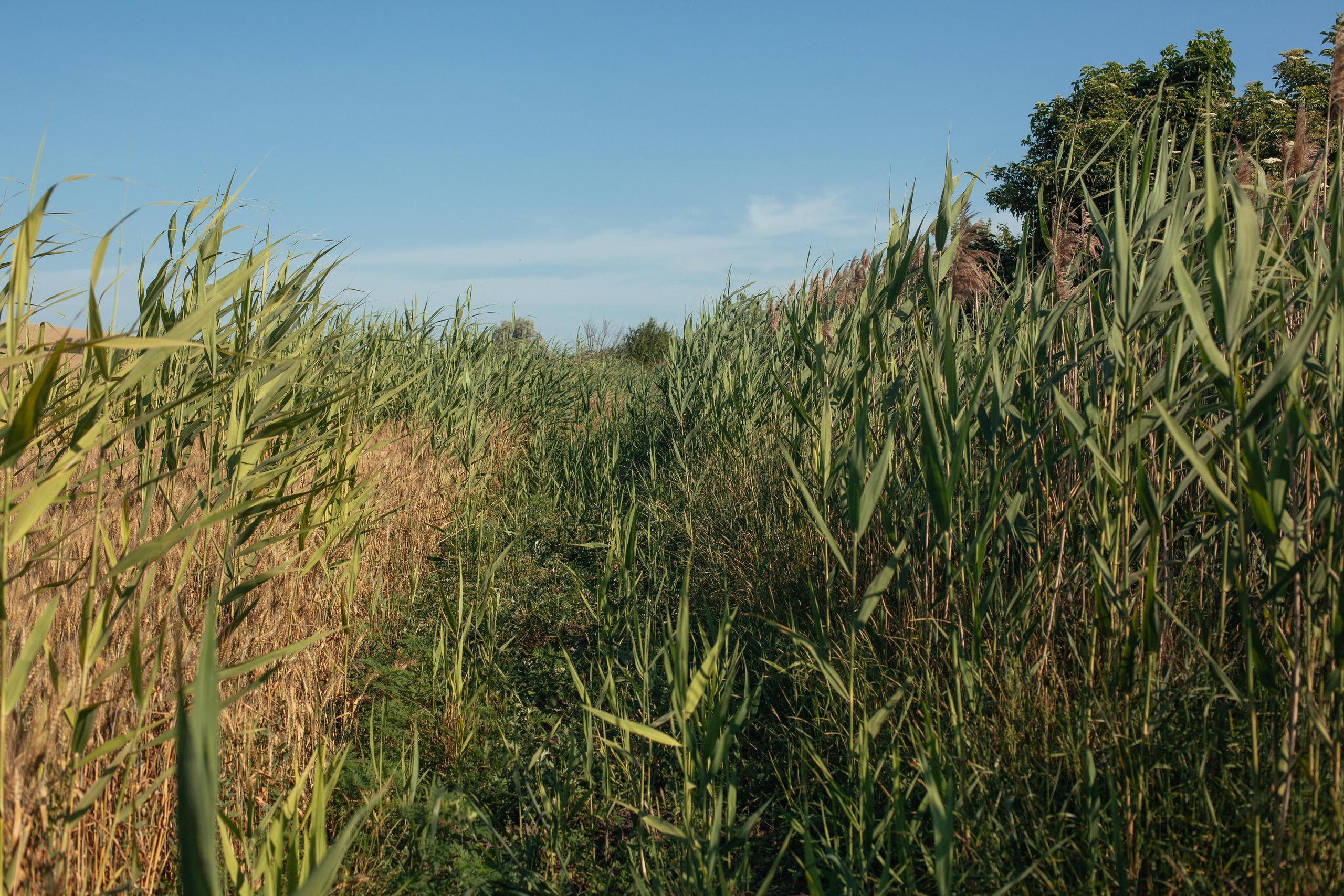 Дом у дороги / тропами детства /. Фотография, как она есть