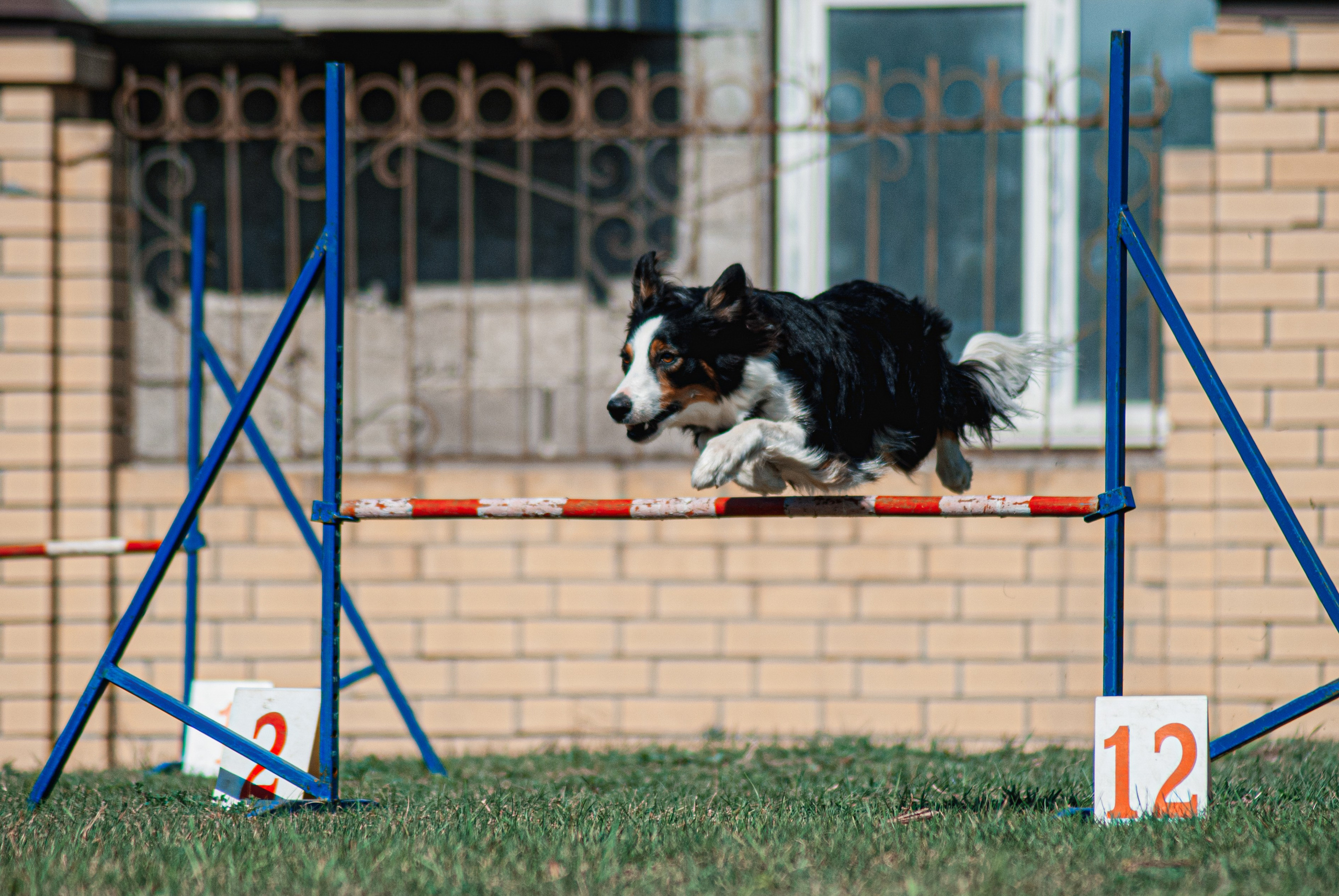 Аджилити. Фотограф в Тюмени Лизавета Сапицкая