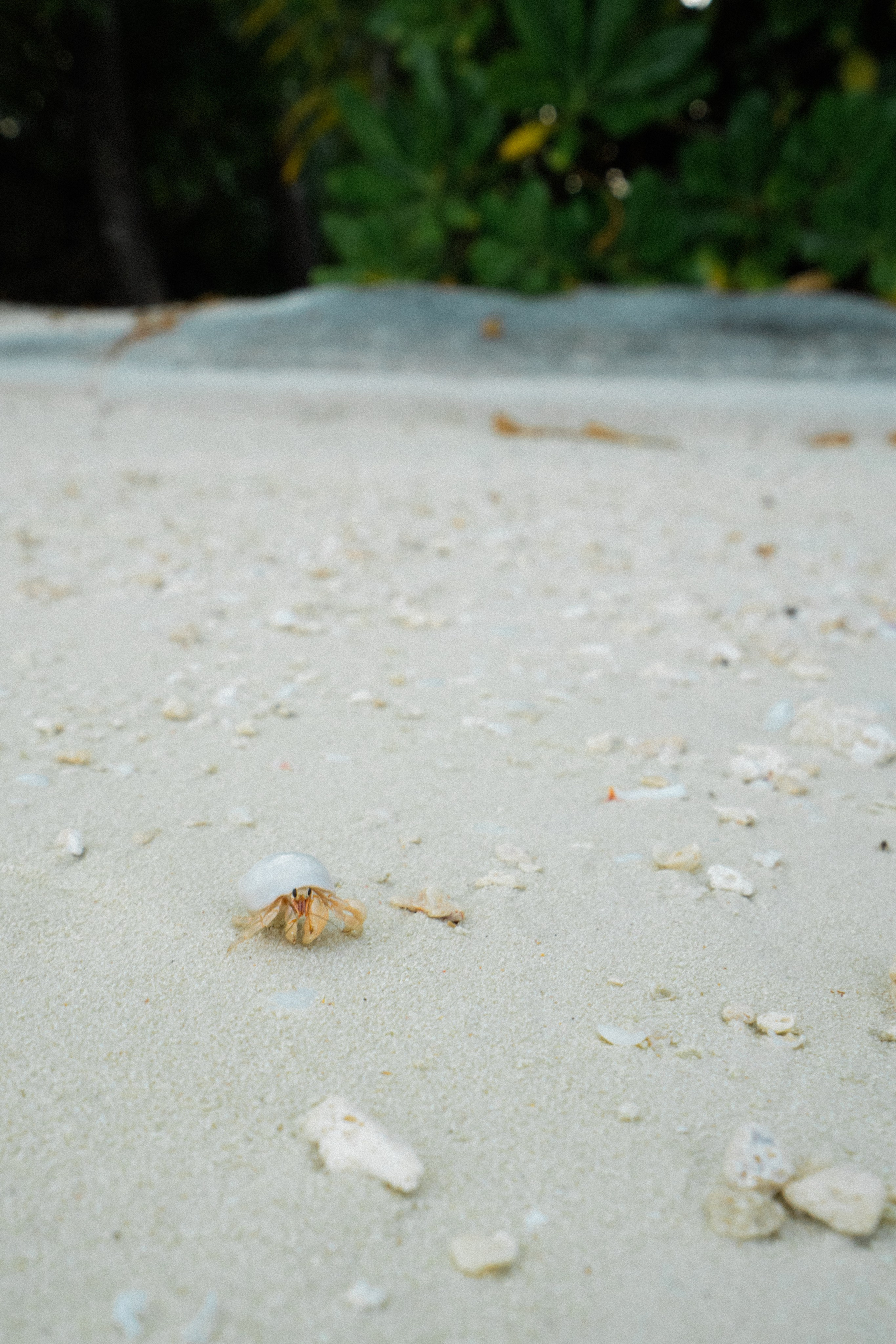 Мальдивы. Фотограф Алиса Аспер