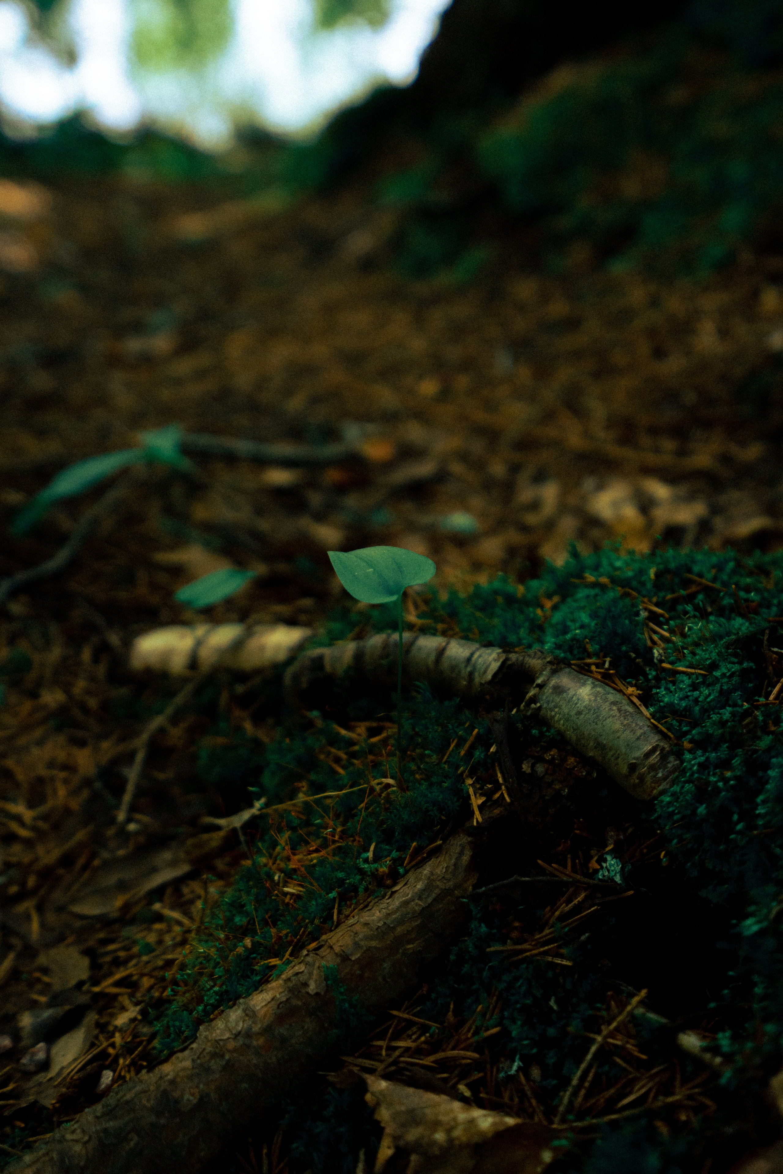 Рускеала. Фотограф Алиса Аспер