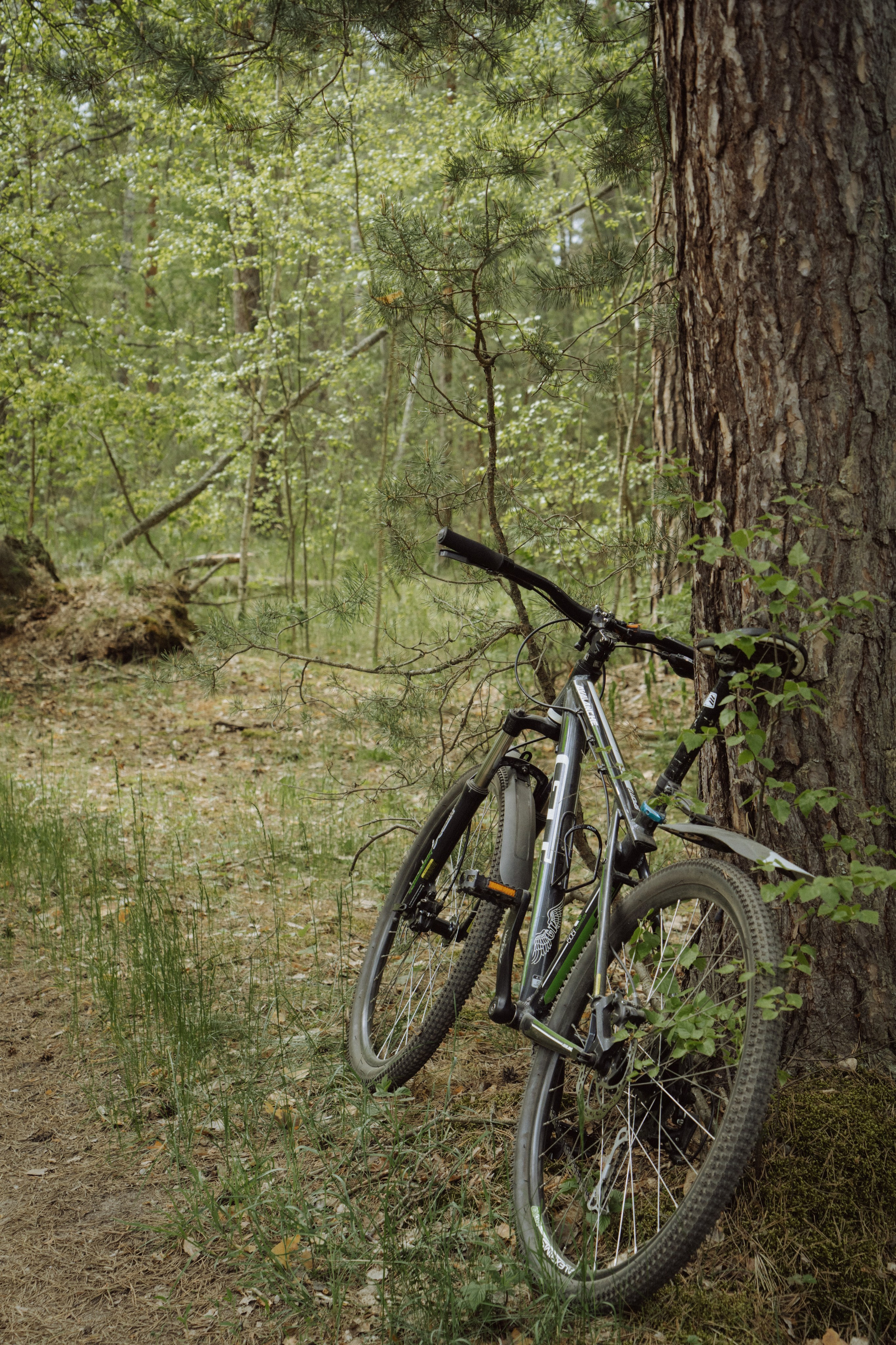 велосипедные прогулки, Заокский район, экскурсии в Поленовских местах, усадьба Поленово, лето, сыроварня, Серпуховский район, Серпухов, экскурсии на ферму, Верхнее Романово, Маяк, Романовские дачи, Приокская станция, железнодорожный переезд, групповые экскурсии на велосипеде, индивидуальные экскурсии 
