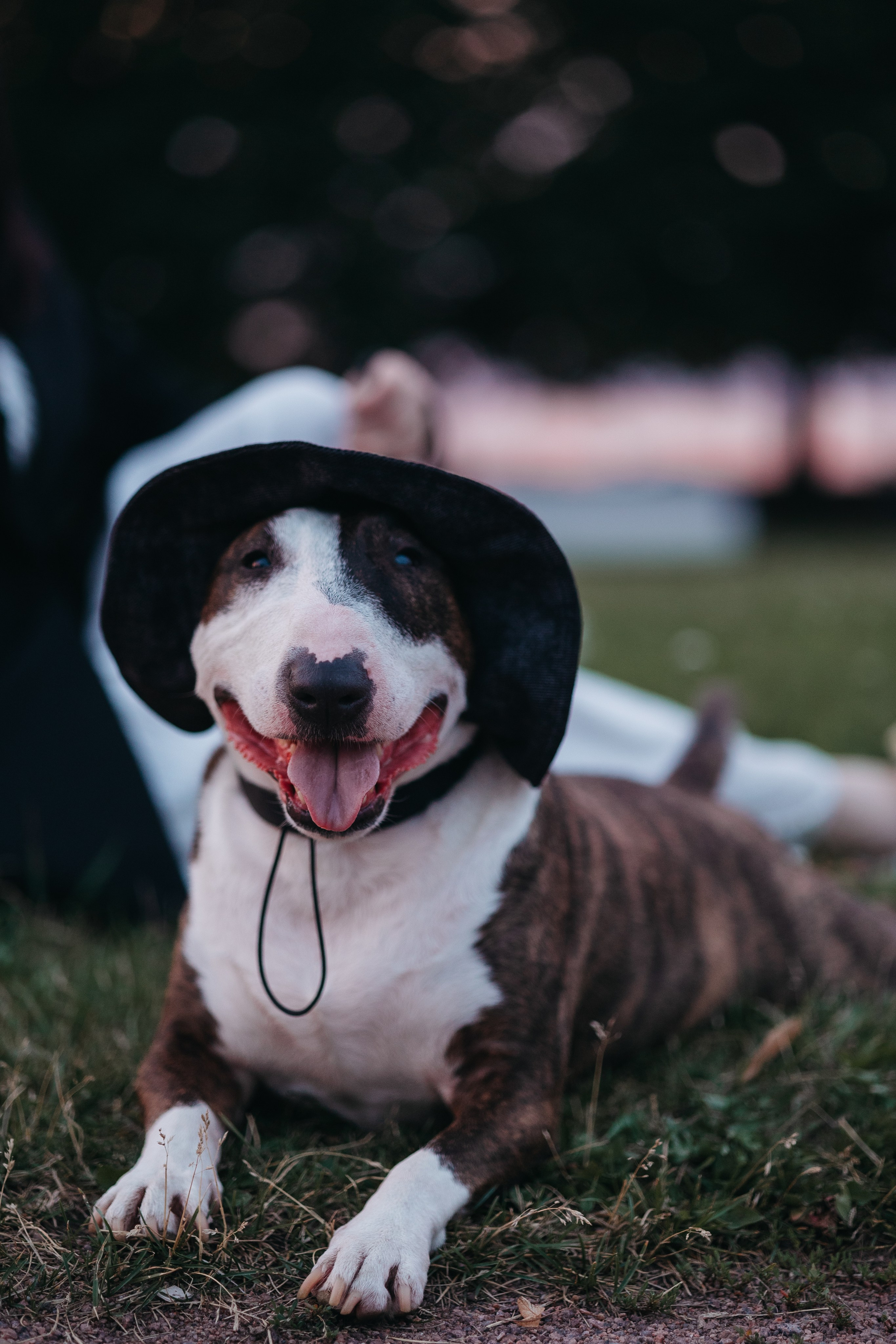 Елена и Гек. Фотограф-анималист в Санкт-Петербурге Алина Яхонт
