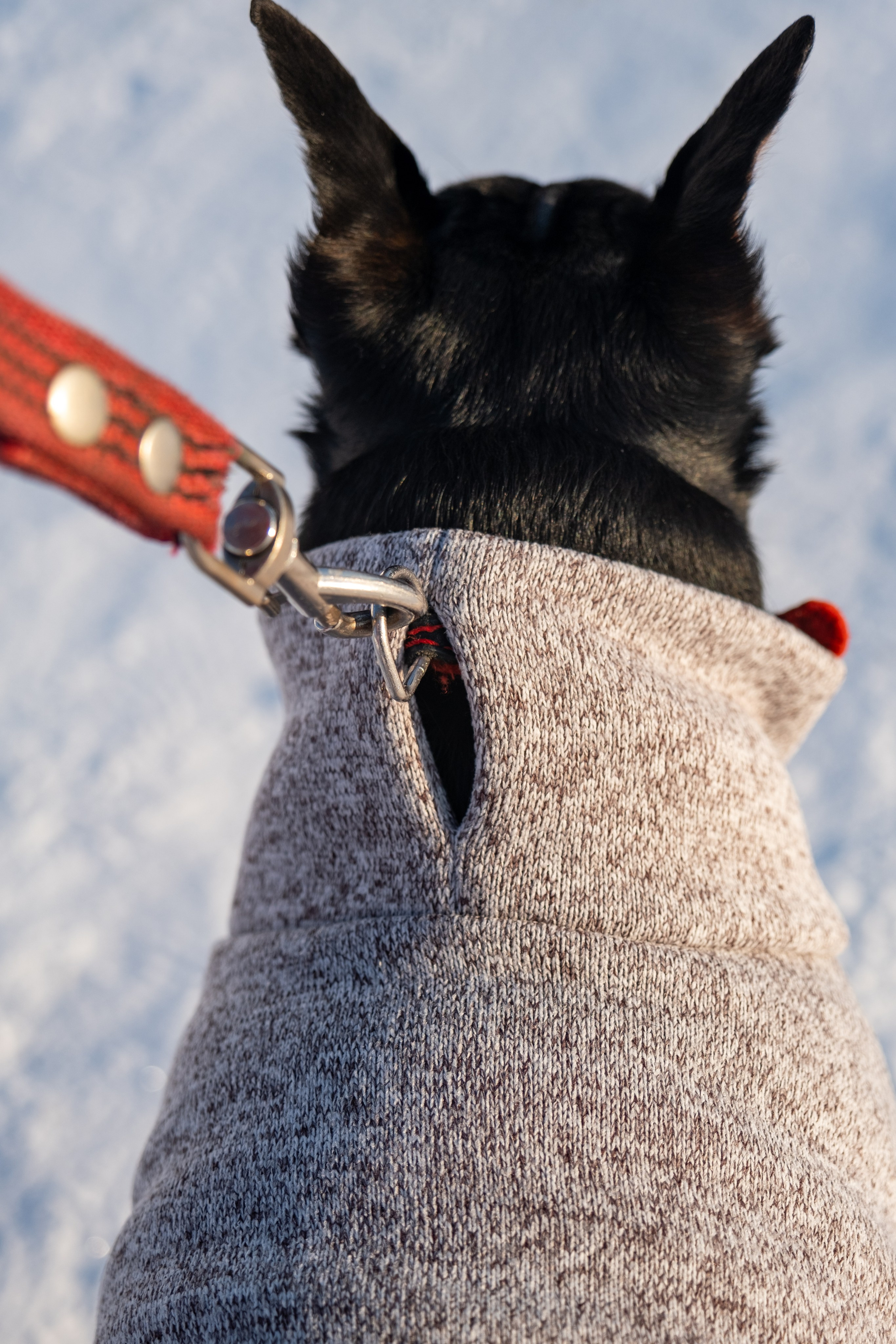 Одежда для собак. Заказчик — Екатерина!. Зоофотограф, фотограф животных в Москве и области Дина Дамоцева