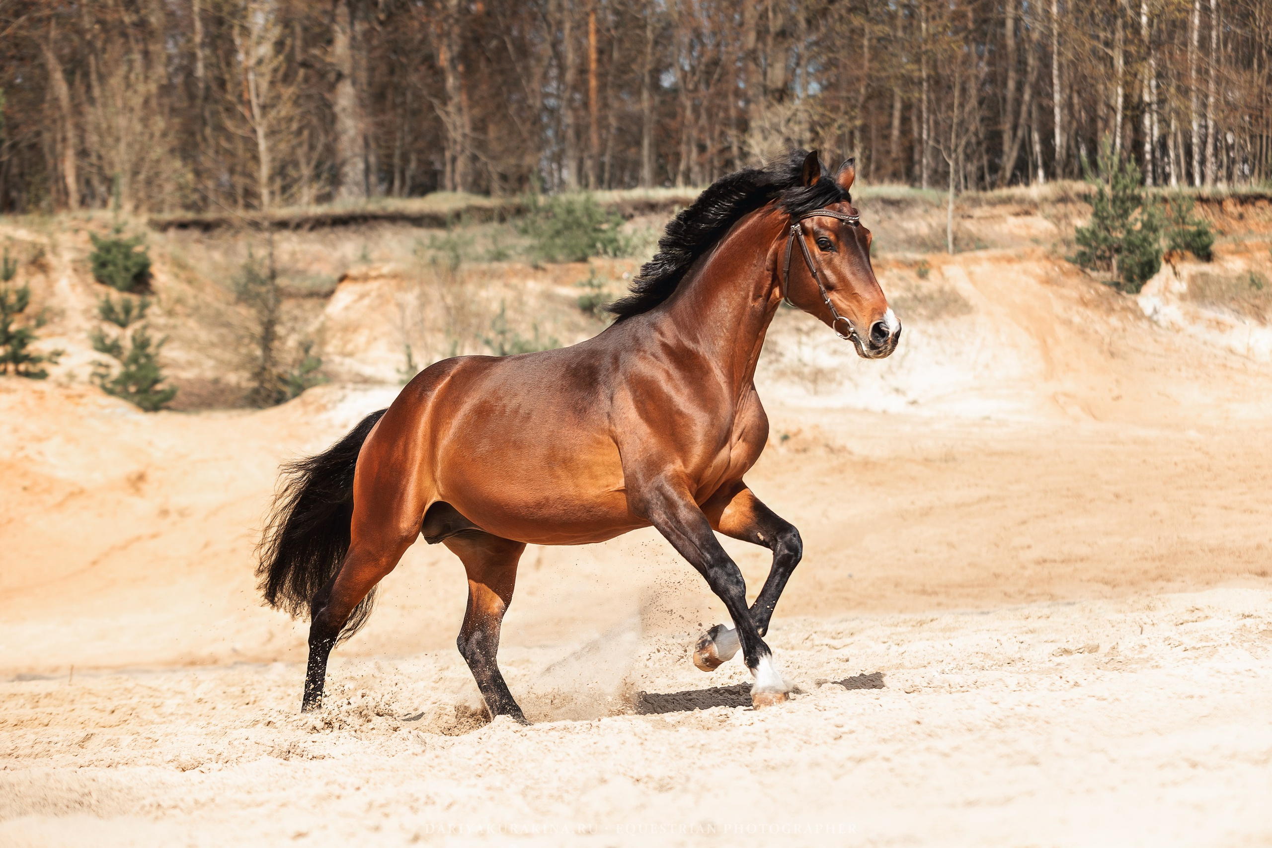 Веня, HORSIO. Конный фотограф Куракина Дарья • Фотосессии с лошадьми