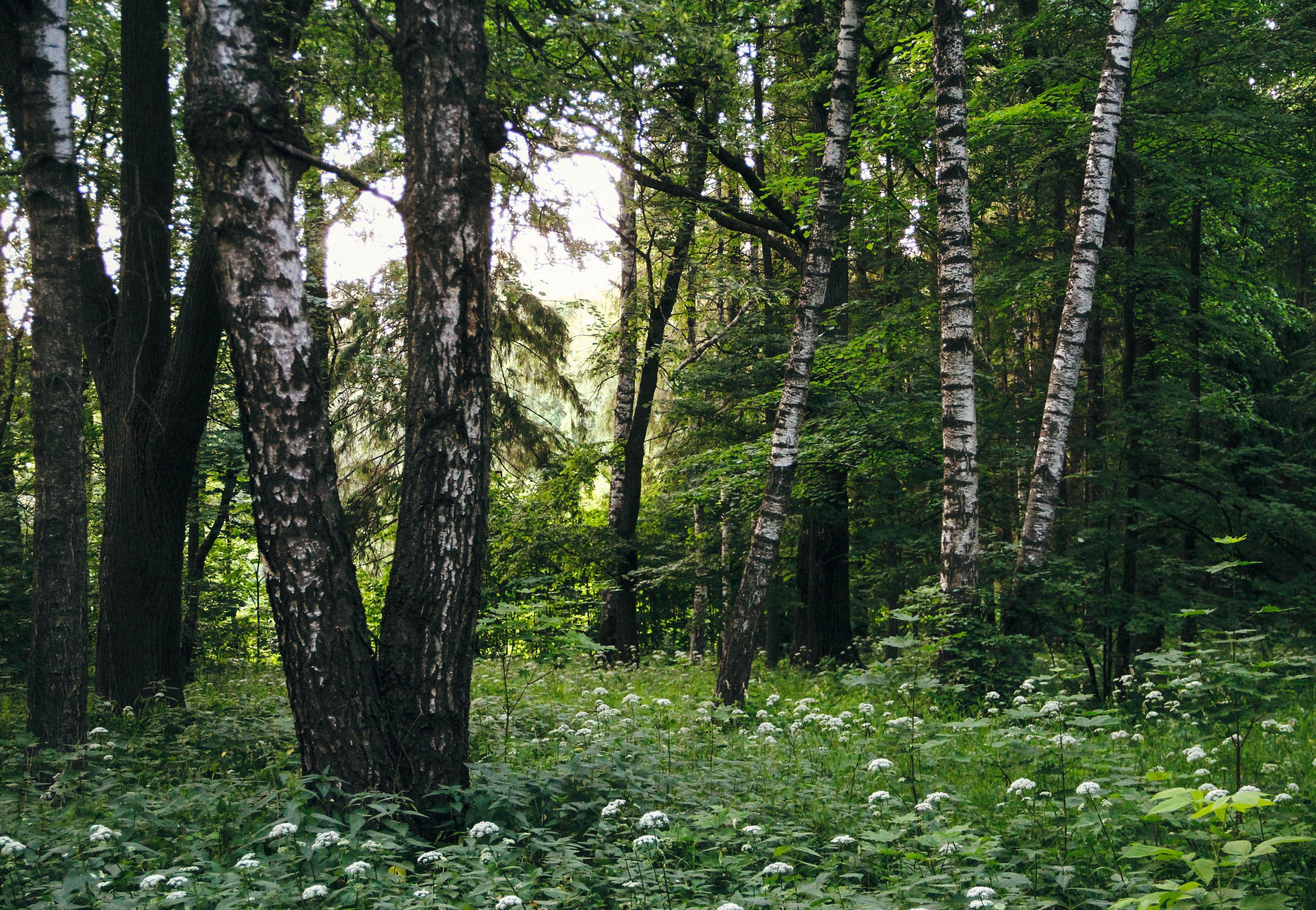 Пос. Сахарово. Фотограф Ксения Монахова