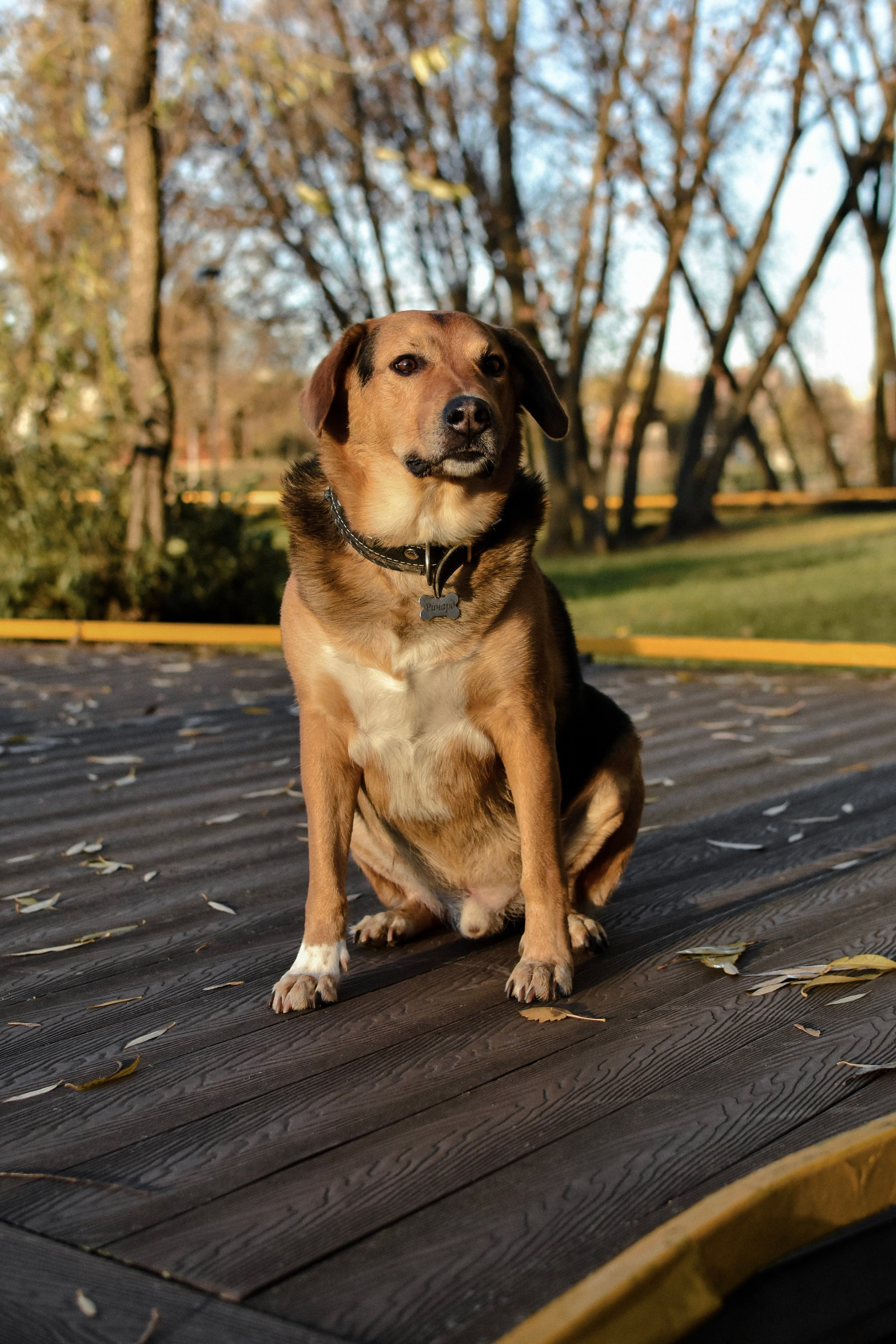 Ричард и Алёна. Фотограф-анималист Ксения Шевцова|Москва
