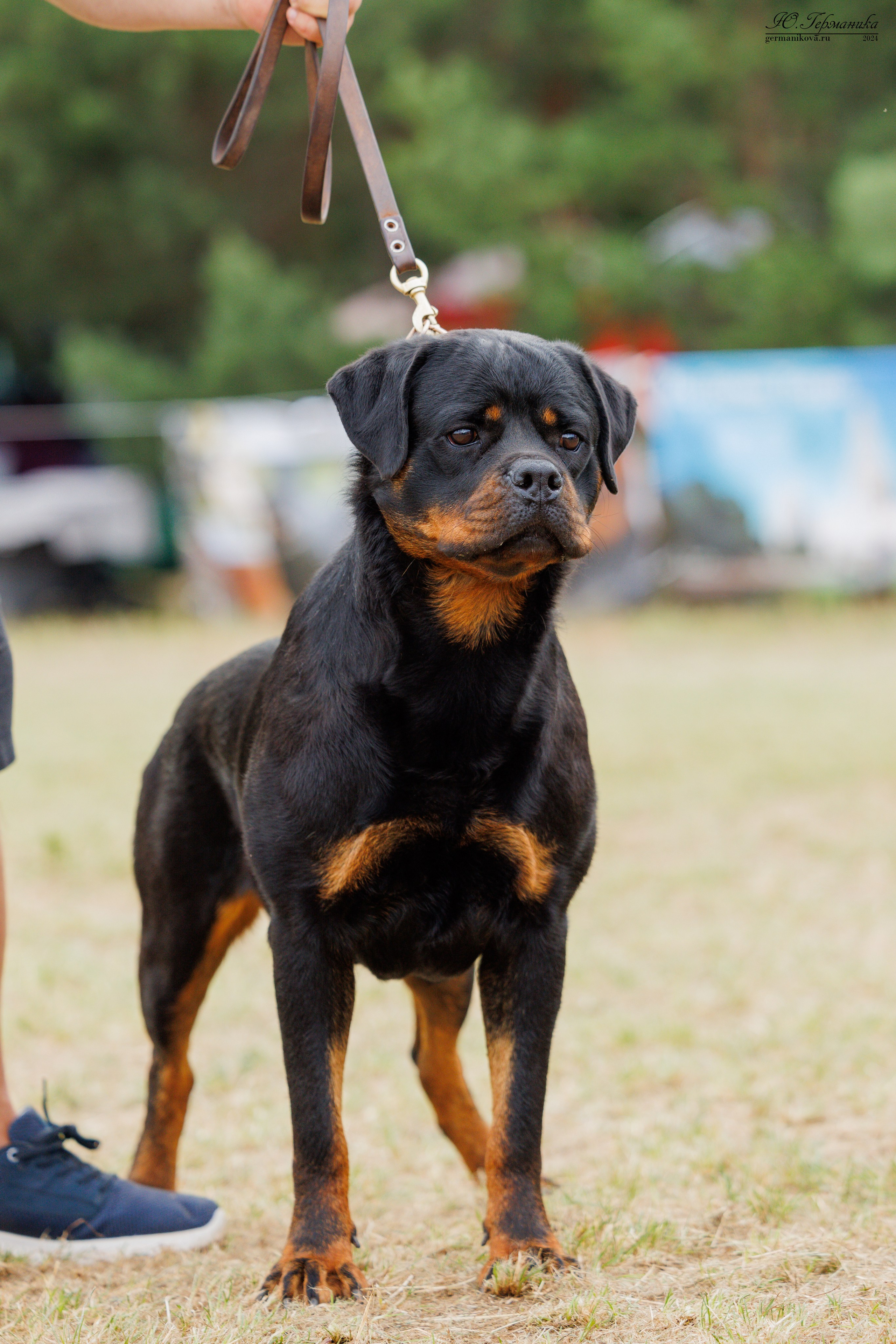 ПК и КЧК ротвейлеры Тверь 6-7.07.2024. Фотограф-анималист Юлия Германика