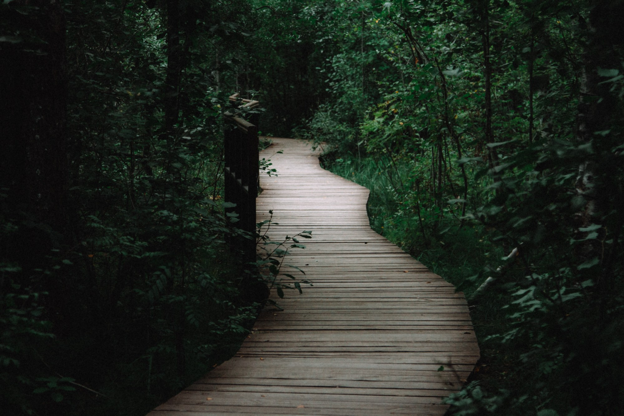 Природа. Андреева Полина l Портретный фотограф в Москве