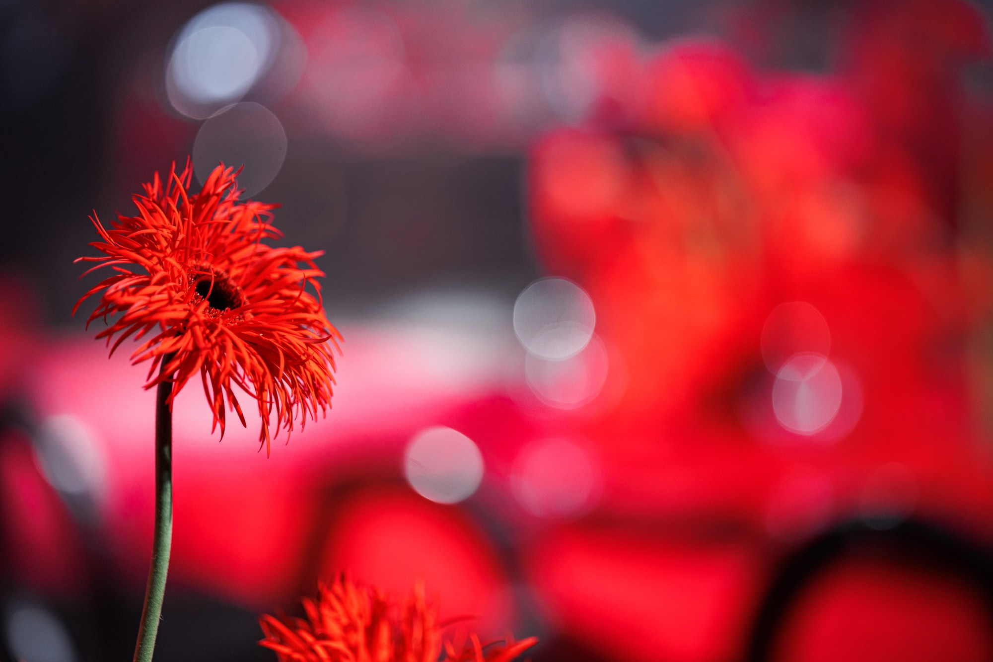 Съёмка частного мероприятия. Свадебный фотограф в Нижнем Новгороде и Москве Сергей Воробьев