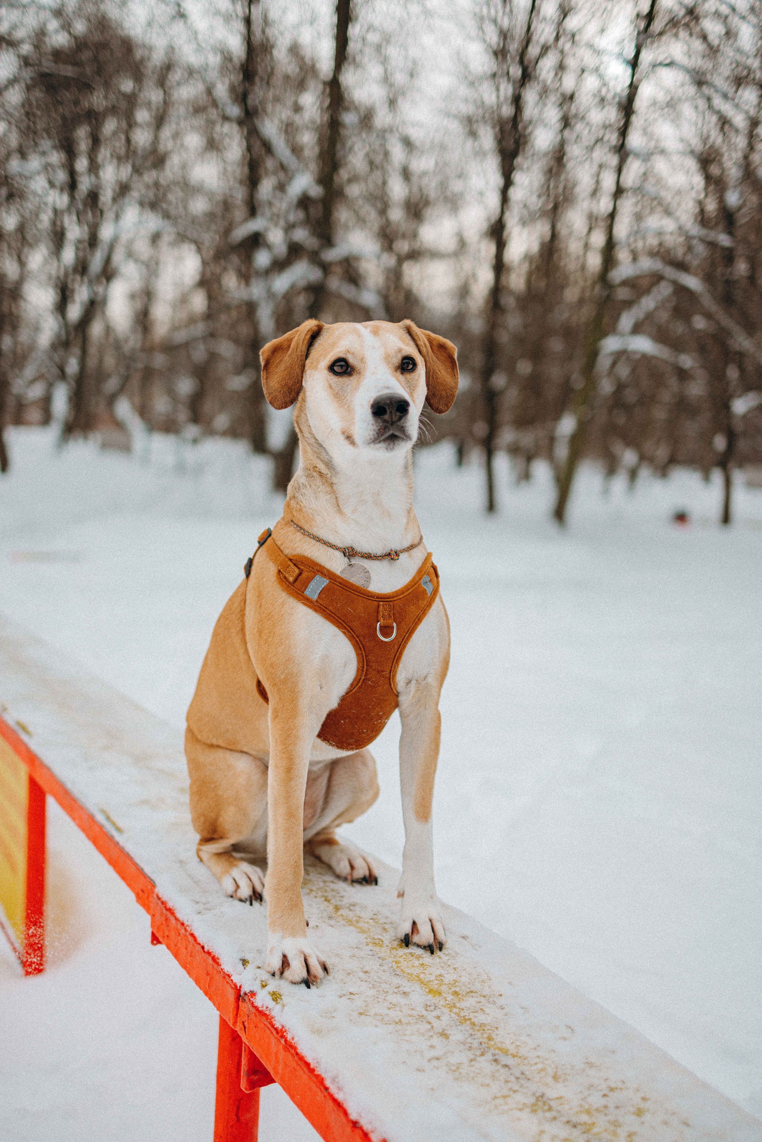 Свобода и ее семья. Фотограф-анималист в Москве Лера Черноног