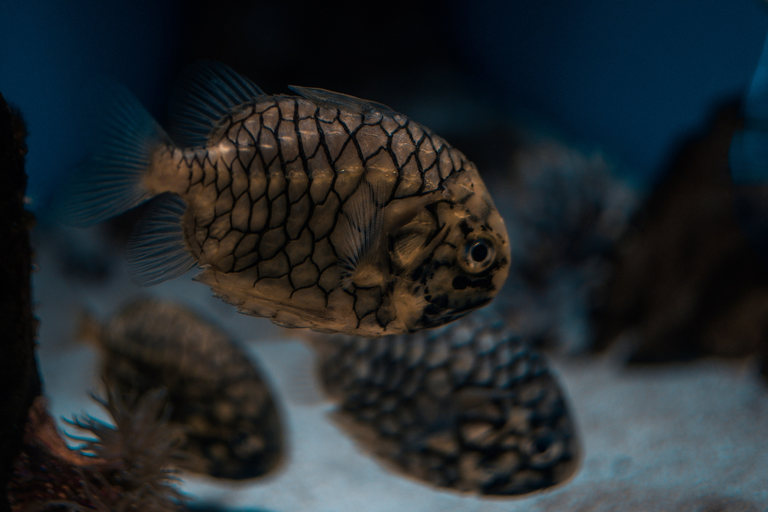 океанариум, andreyzaitsev.ru Кемерово фотограф