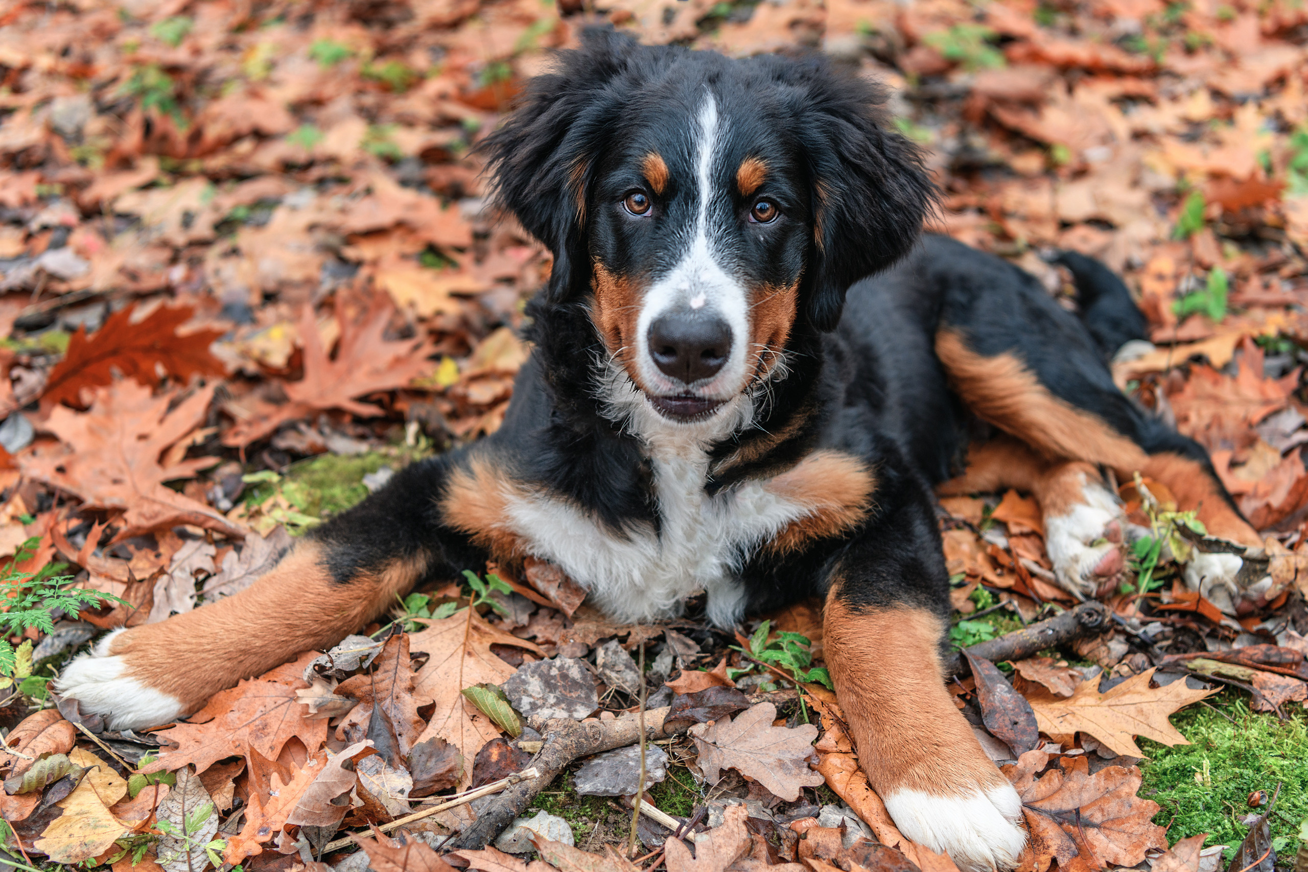 СЕМЬЯ. Профессиональный фотограф в Минске Николай Герасимов