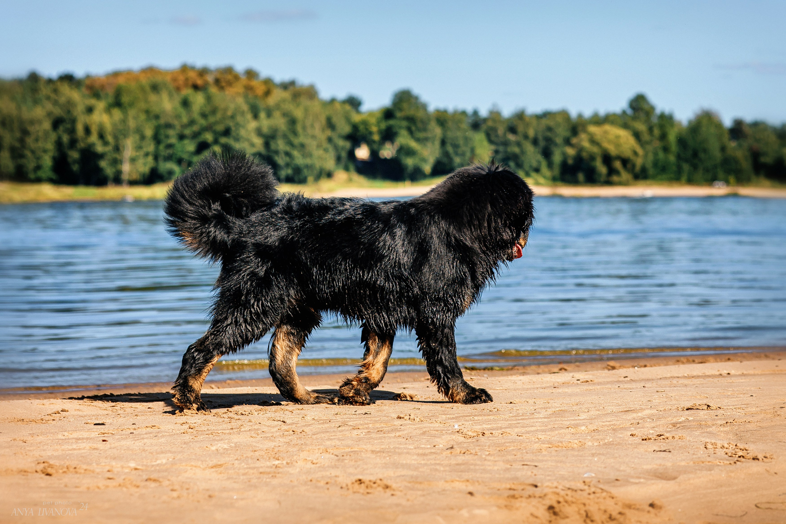Адмирал. Фотограф анималист Аня Ливанова | Рыбинск