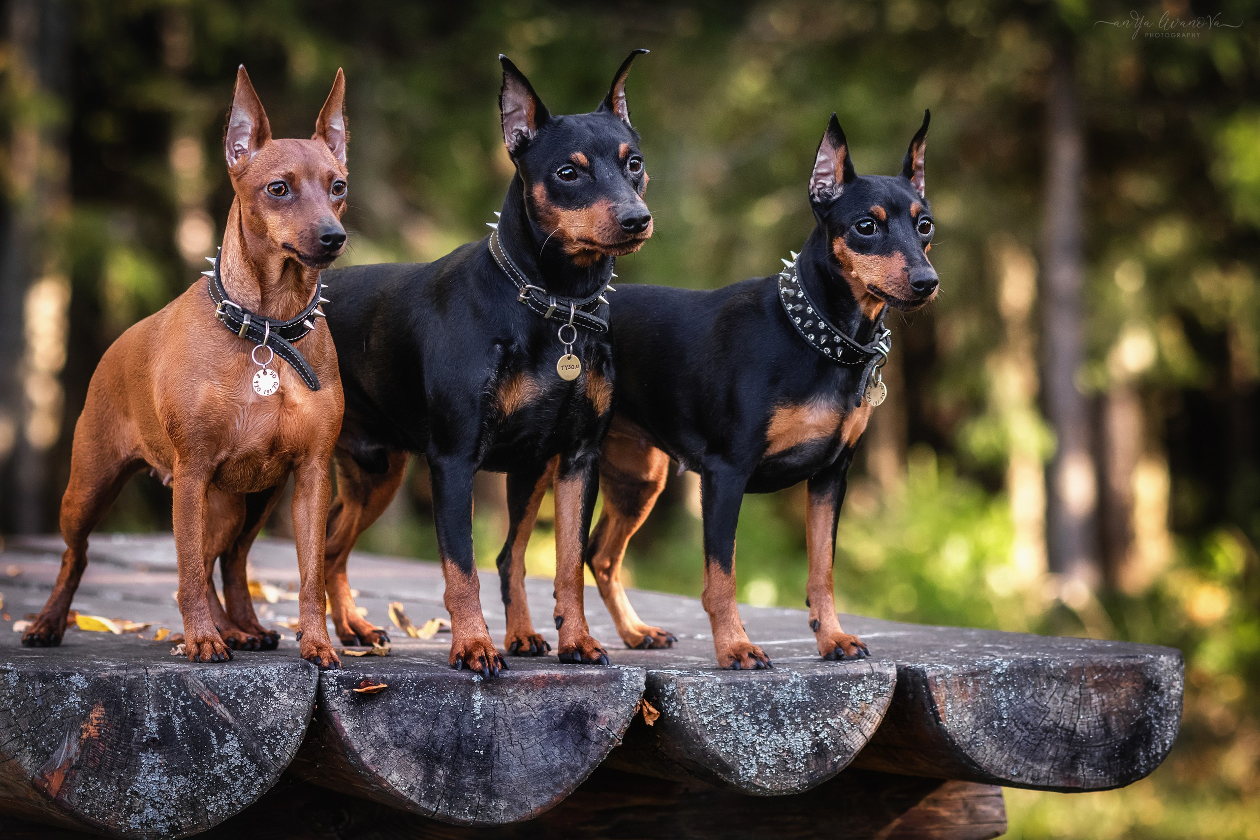 Мия — Тайсон — Марси и Лена. Фотограф анималист Аня Ливанова | Рыбинск