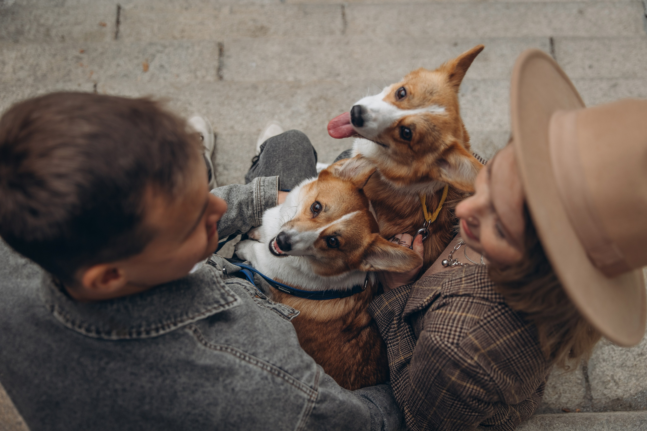 «Королевский Корги» 2. Фотограф Алина Ионычева в Новосибирске