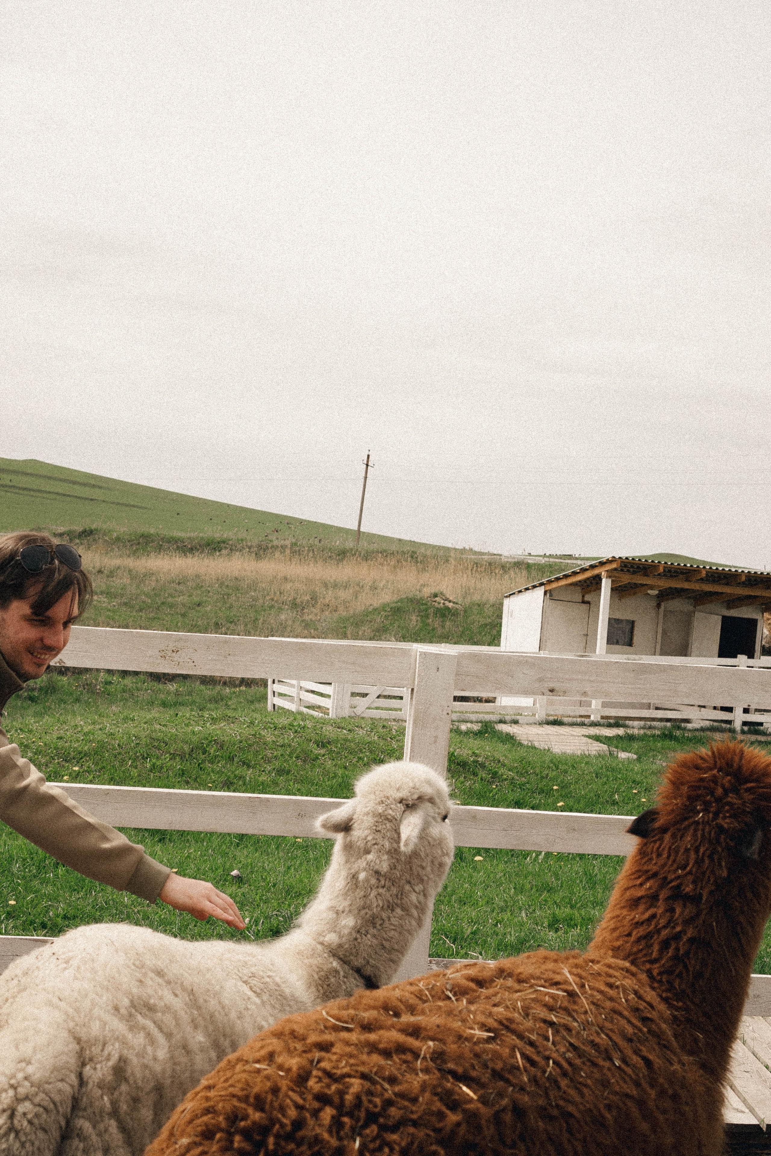 Ферма Альпак. Профессиональный фотограф, Санкт-Петербург — Виктория Богомолова