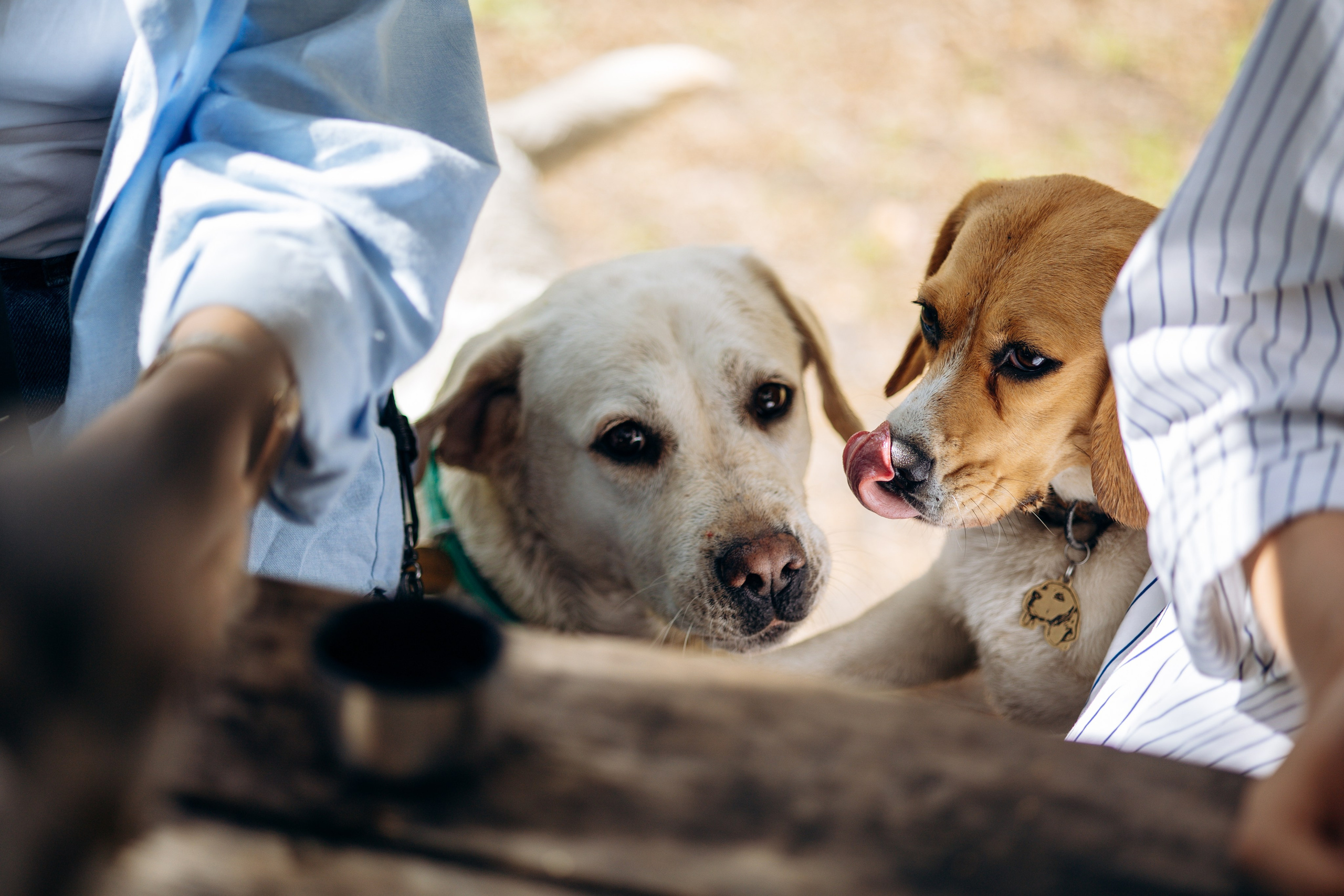 Котофеи и их семья. Фотограф — Анималист | Санкт-Петербург