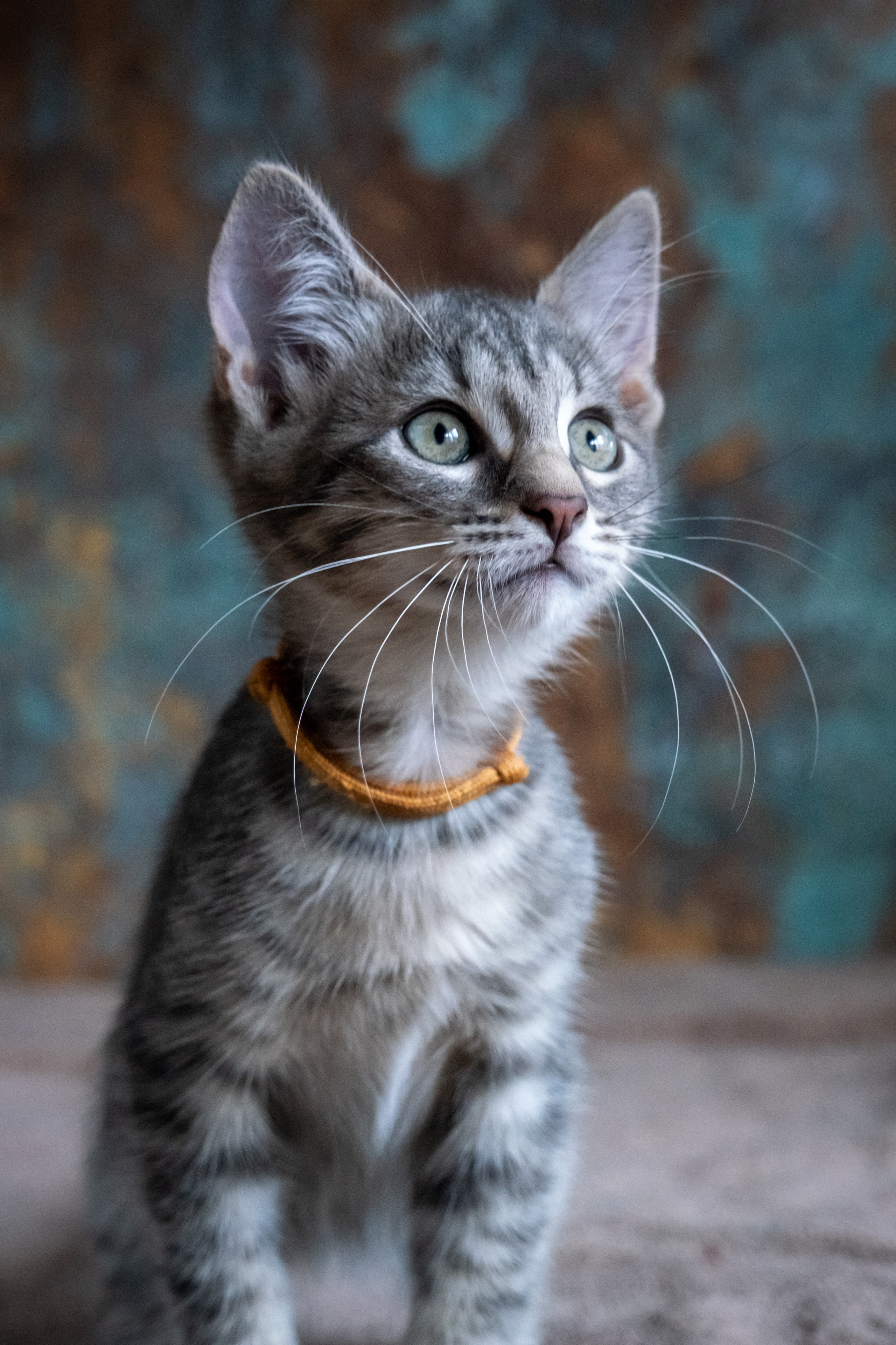 Котята для Дианы. Зоофотограф, фотограф животных в Москве и области Дина Дамоцева