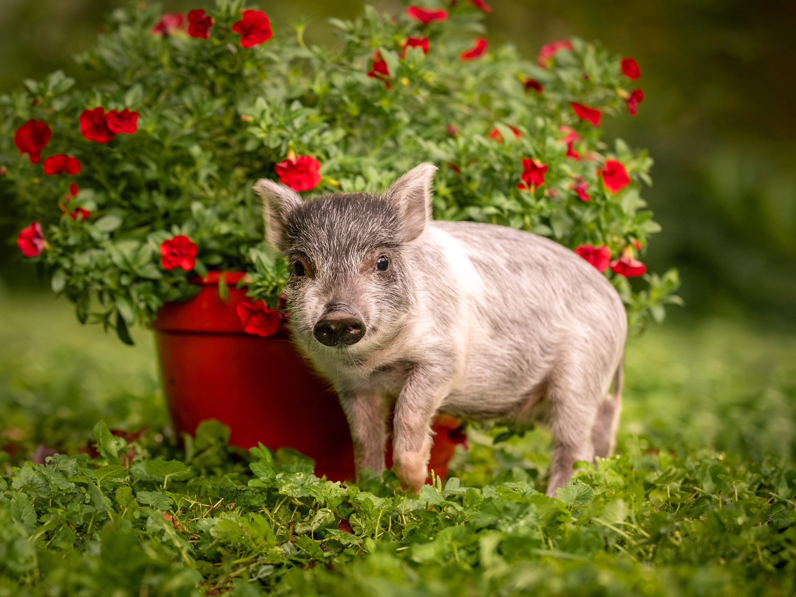 Минипиги для Марины.