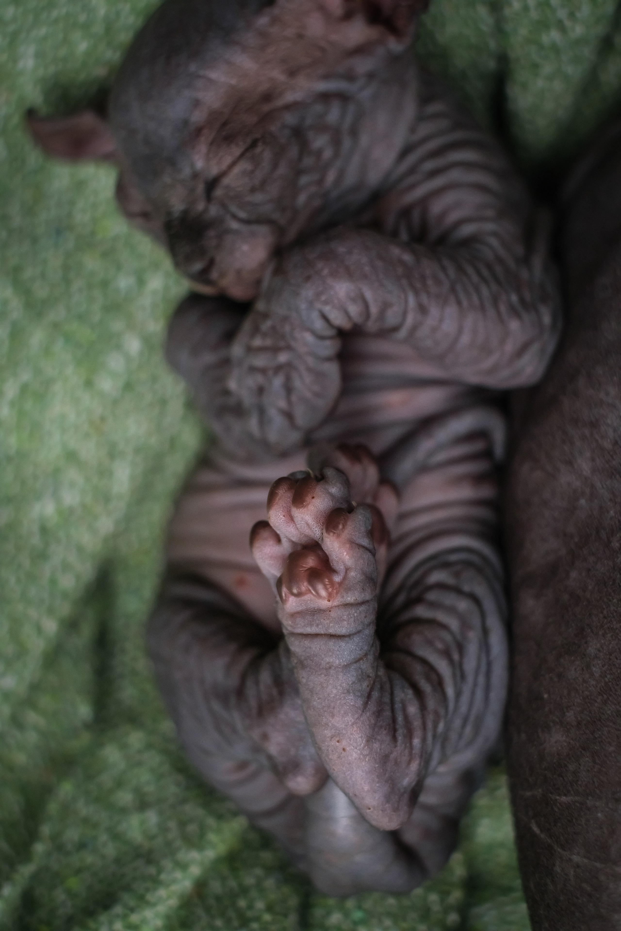 Котята для Данила и Ланы. Зоофотограф, фотограф животных в Москве и области Дина Дамоцева