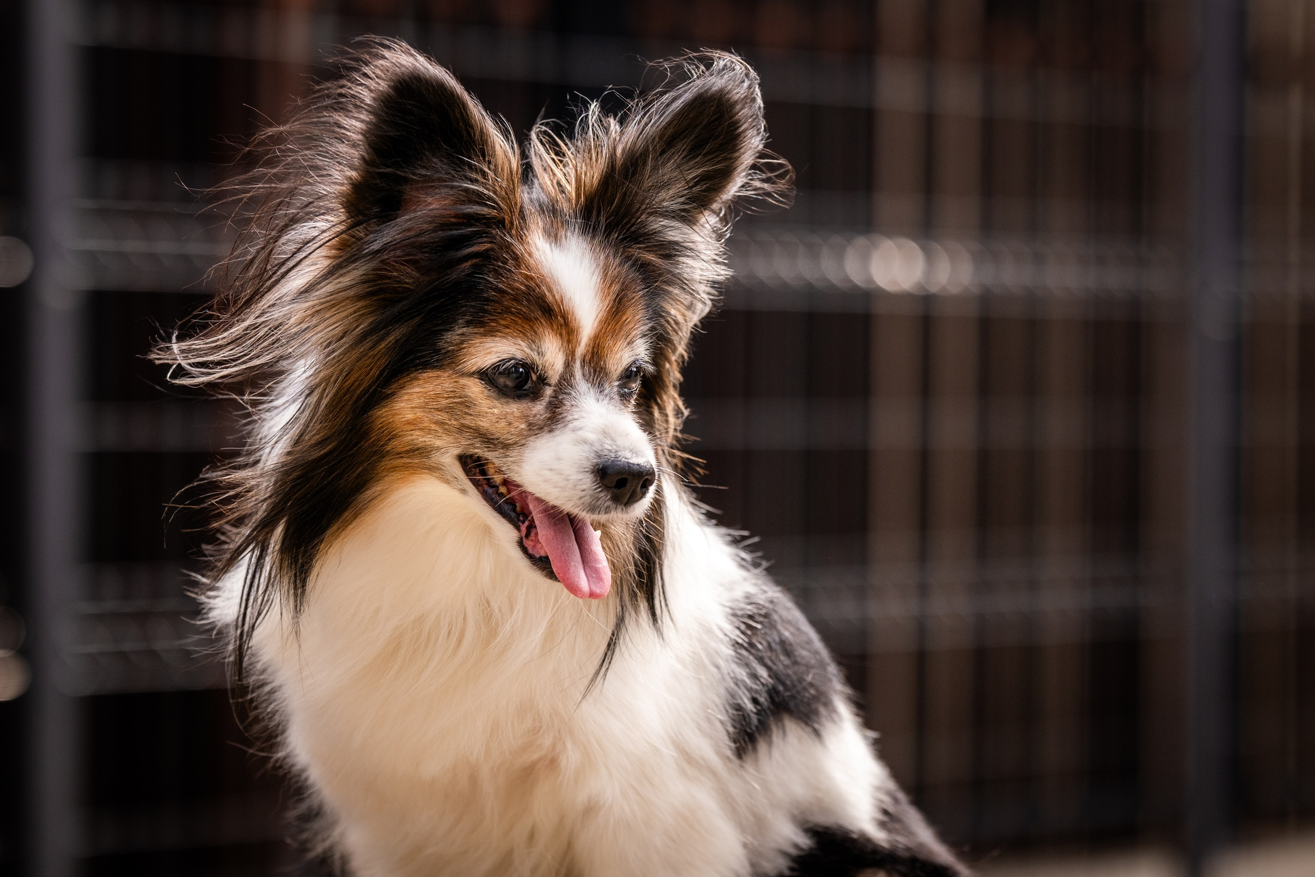 Элегантная папильон для Натальи!. Зоофотограф, фотограф животных в Москве и области Дина Дамоцева