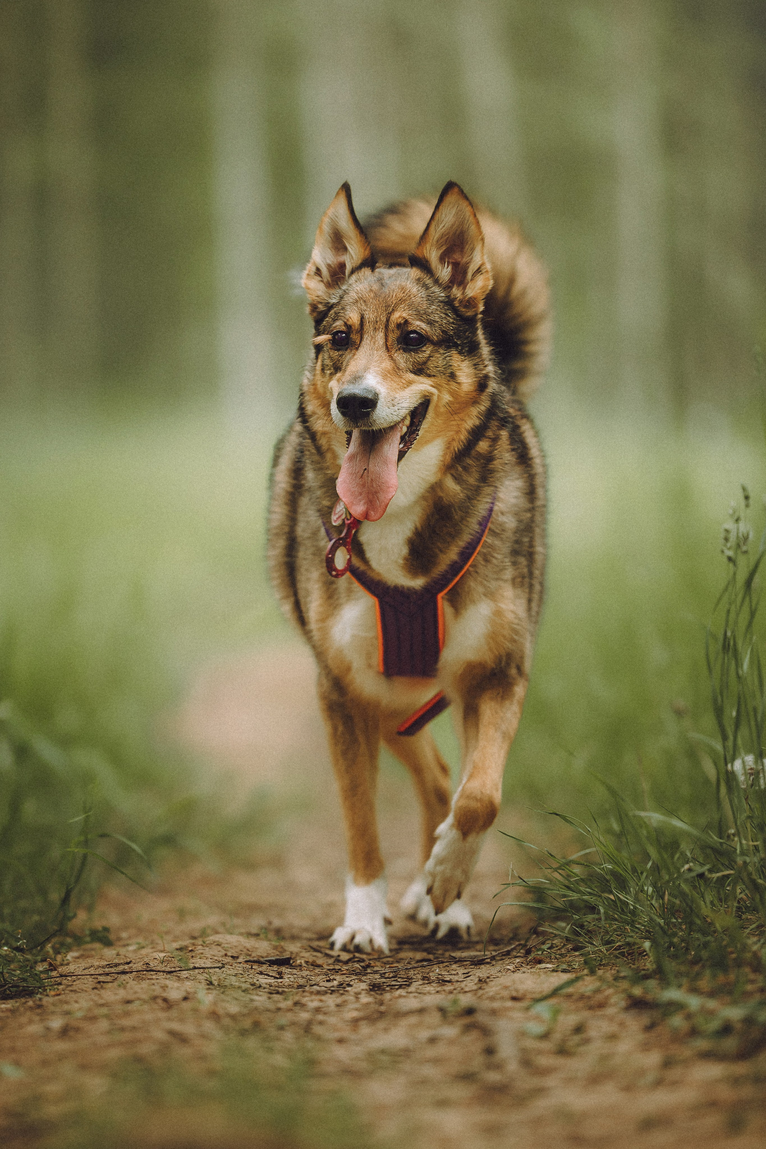 Груша, Данни, Фунтик и их семья