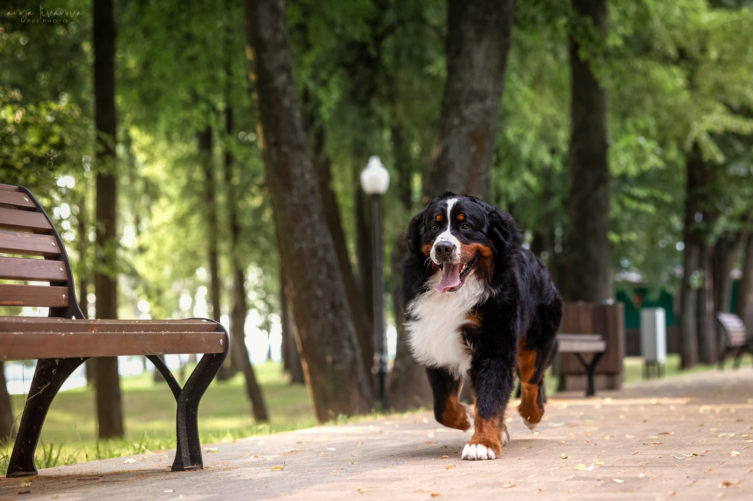 Маша и Буч. Фотограф анималист Аня Ливанова | Рыбинск