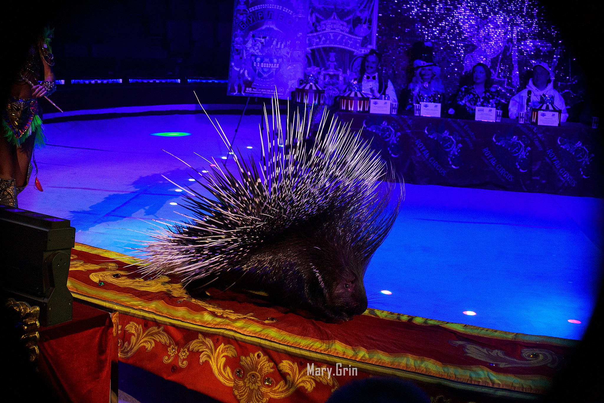 Цирк Гии Эрадзе. Детский и семейный фотограф, фотограф мероприятий Нижний Новгород