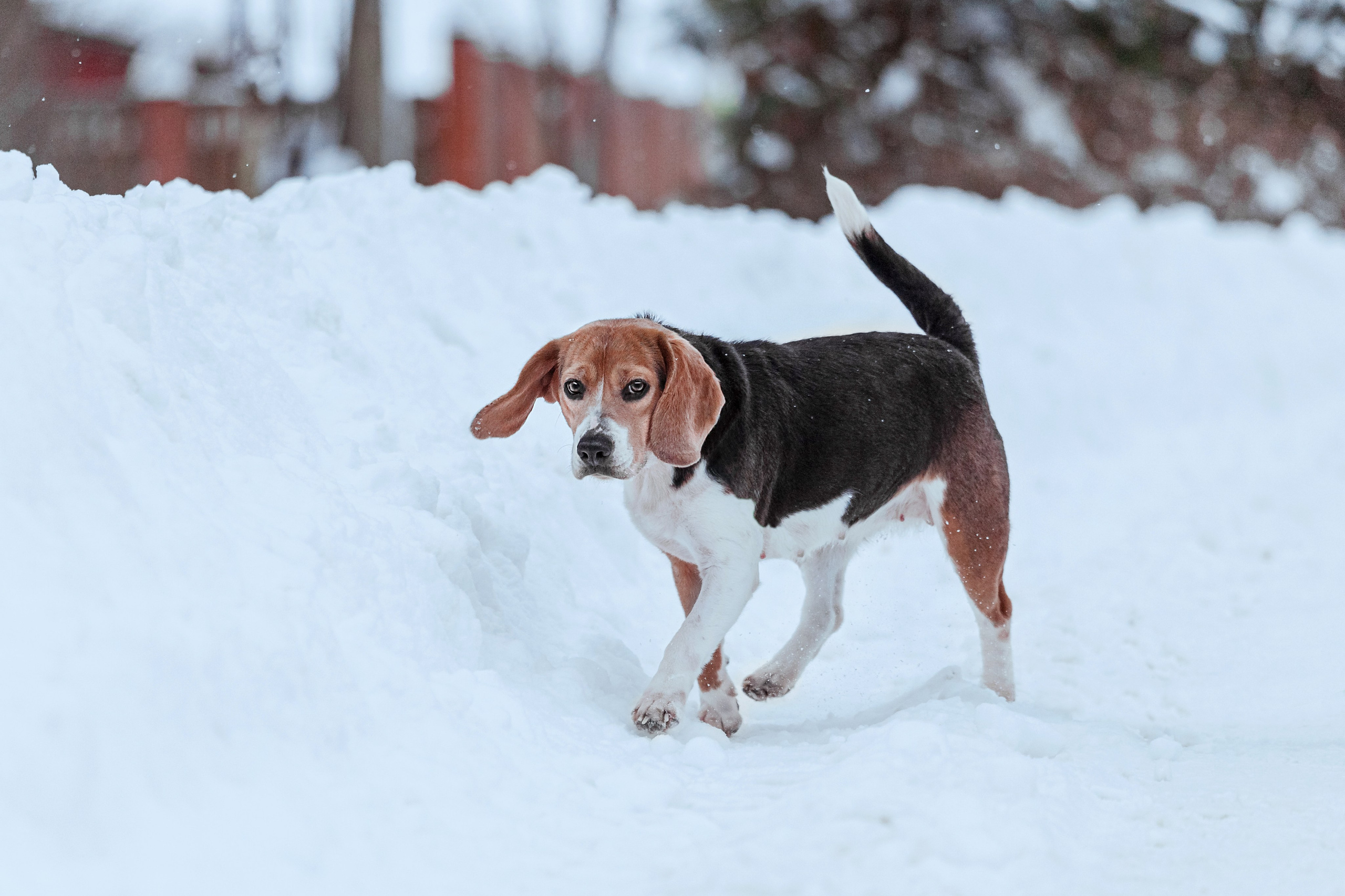 Дом для Биглей 2023. Фотограф-анималист Татьяна Степанова