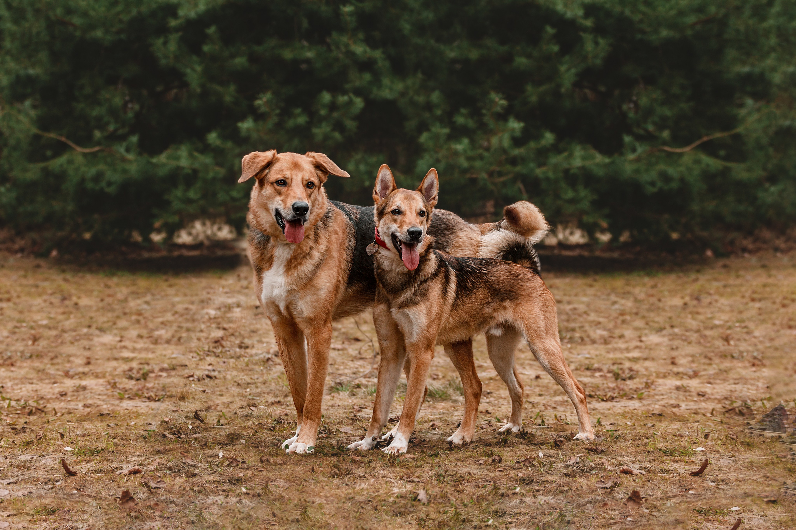 Трэвис и Валли 2024. Фотограф-анималист Татьяна Степанова