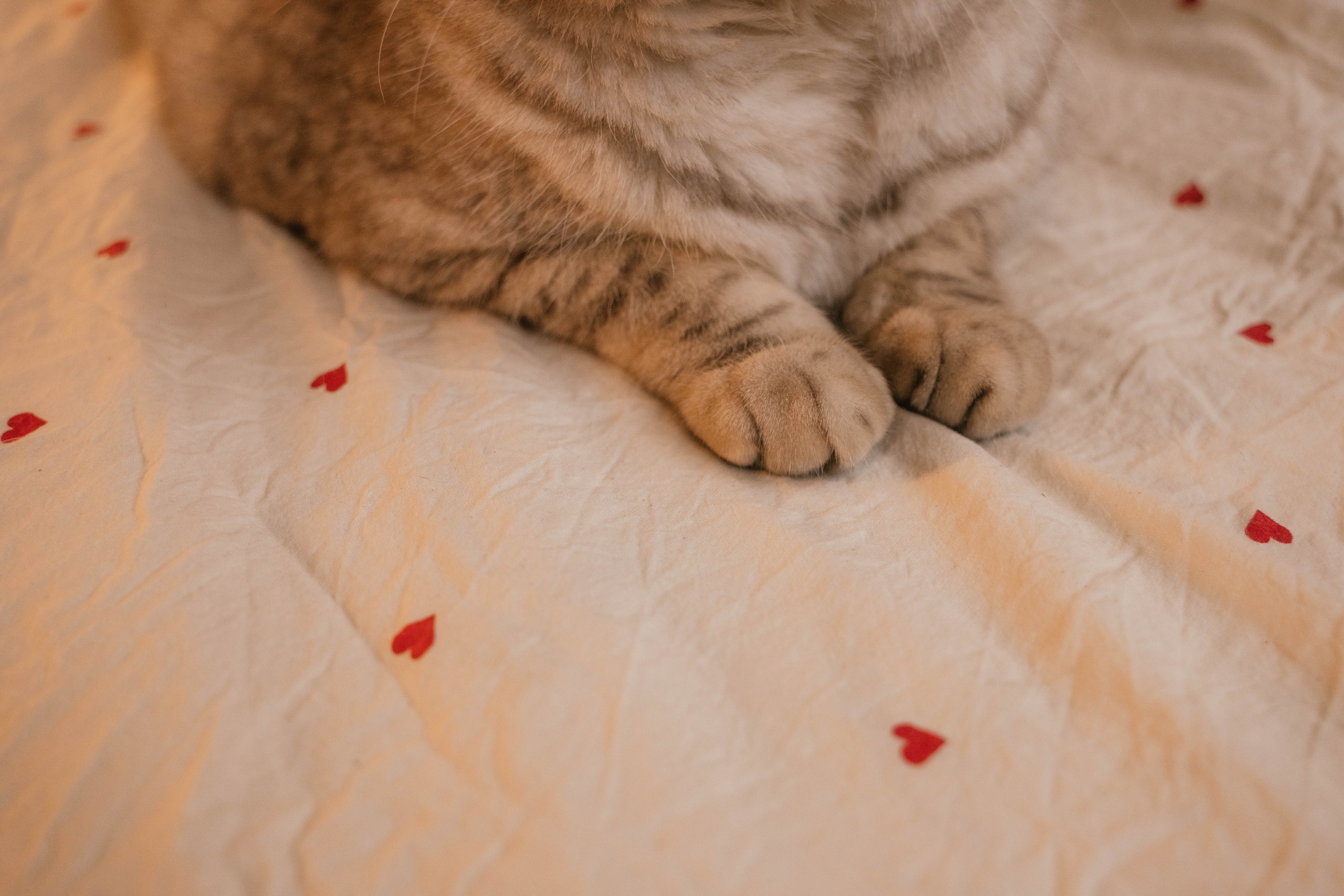 Лена и Пушок. Свадебный, семейный фотограф в Рязани Лена Брант