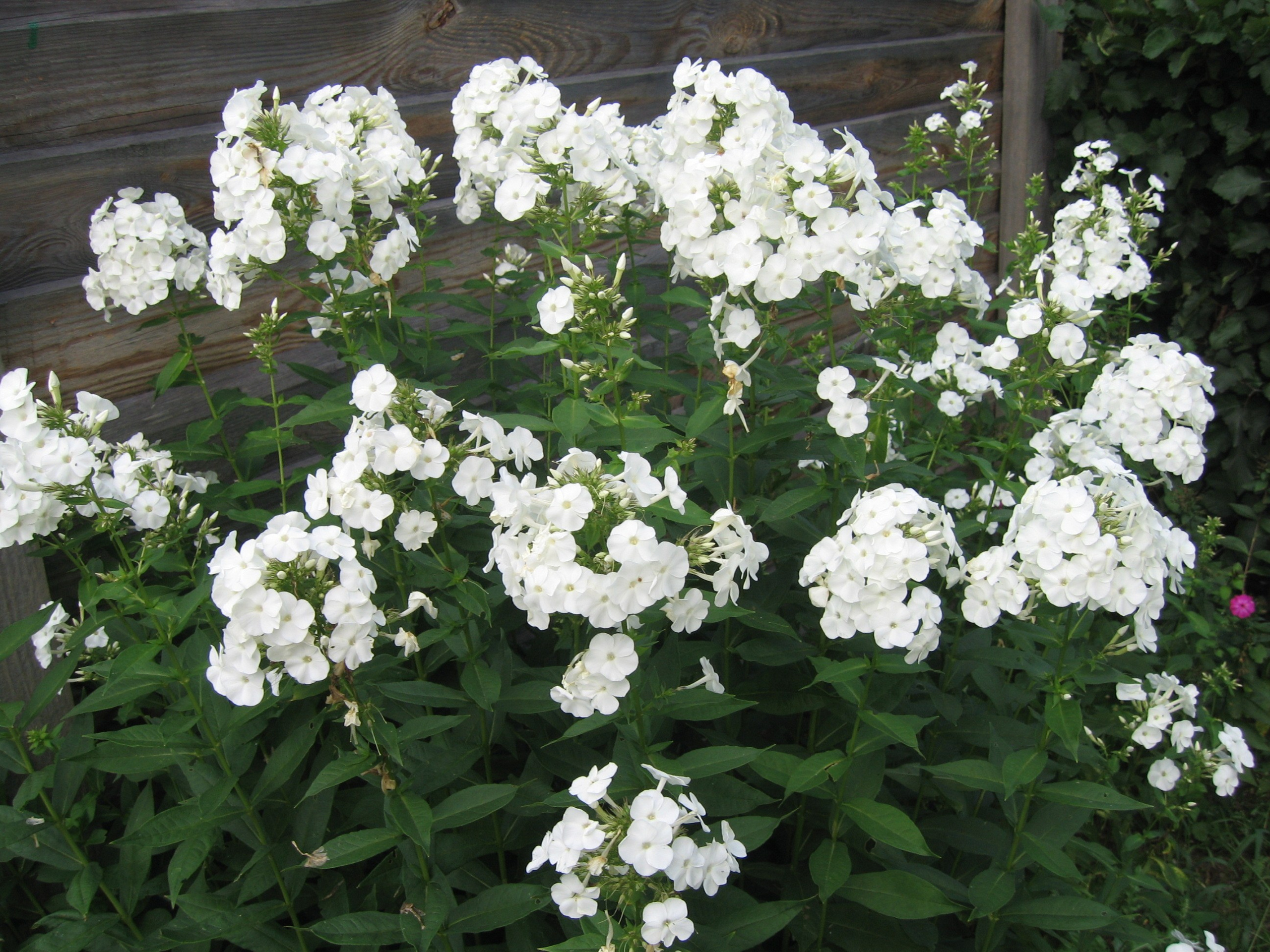 Флокс метельчатый белый — многолетнее травянистое растение