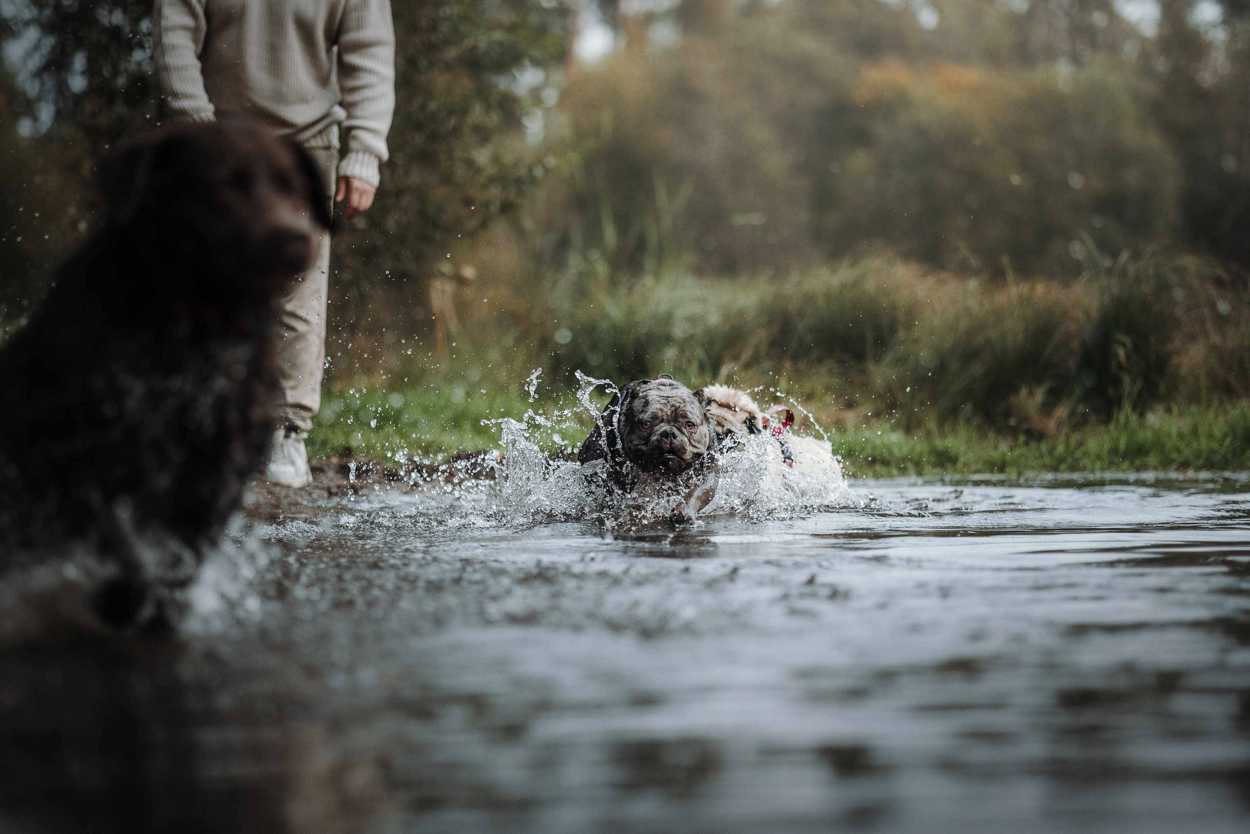 Девочки и их семья. Фотограф — Анималист | Санкт-Петербург